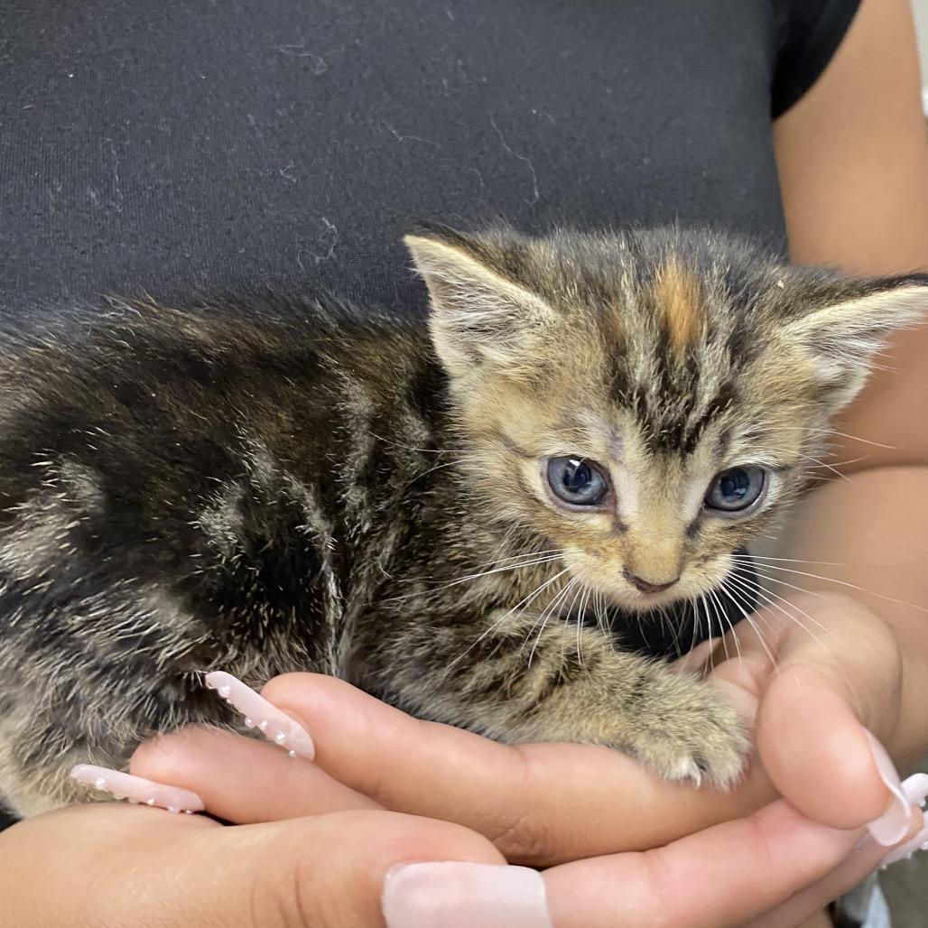 Enlarge Merrie, a Adoptable Domestic Short Hair in Norfolk, NE image 2/5