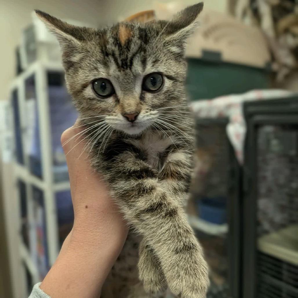 Enlarge Merrie, a Adoptable Domestic Short Hair in Norfolk, NE image 3/5