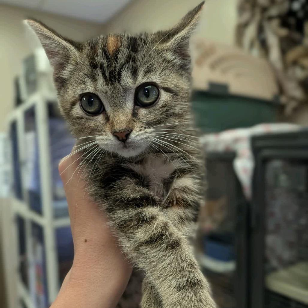 Enlarge Merrie, a Adoptable Domestic Short Hair in Norfolk, NE image 4/5