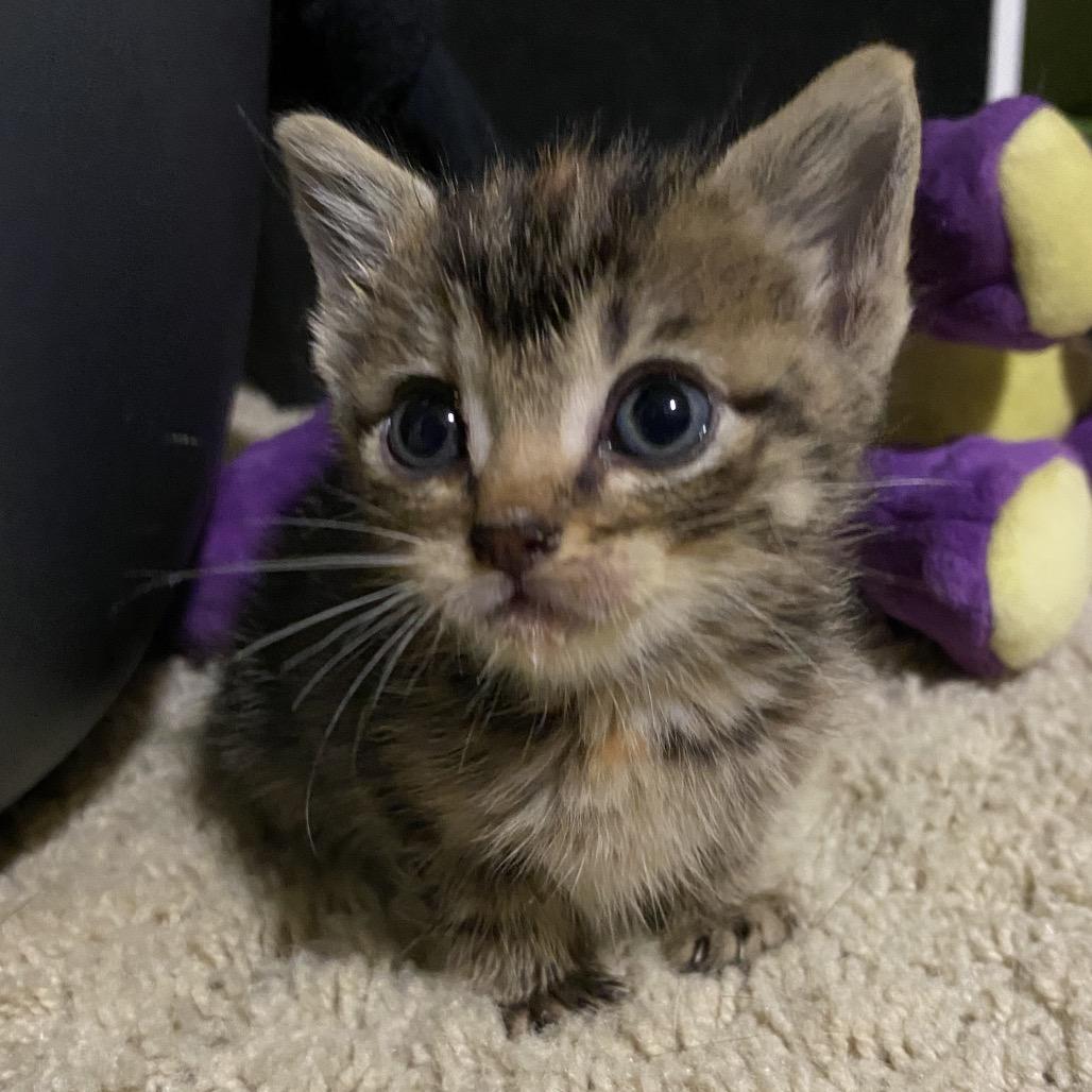 Enlarge Merrie, a Adoptable Domestic Short Hair in Norfolk, NE image 5/5