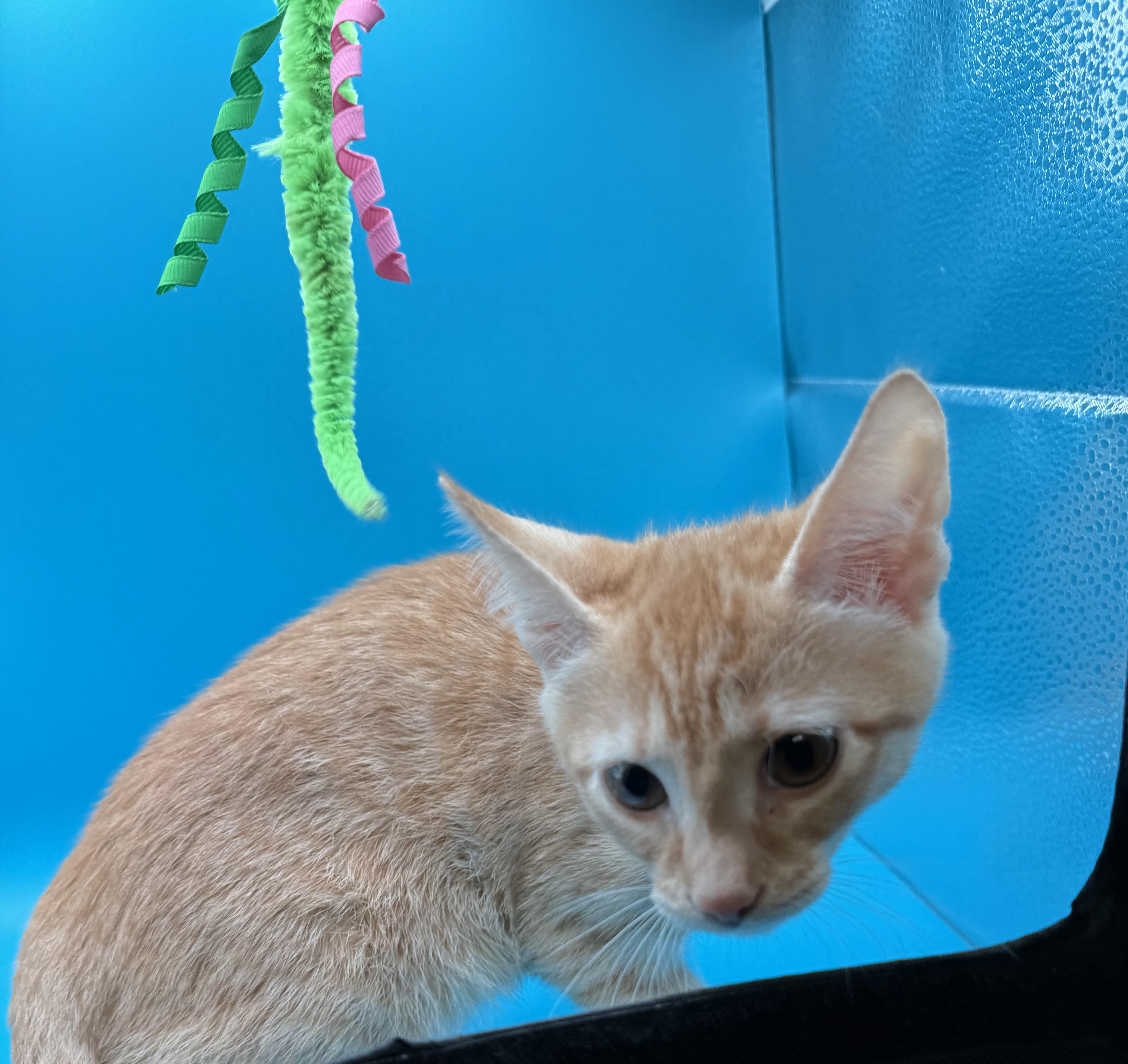 Enlarge Stratus, a Adoptable Domestic Short Hair in Galloway, NJ image 3/4