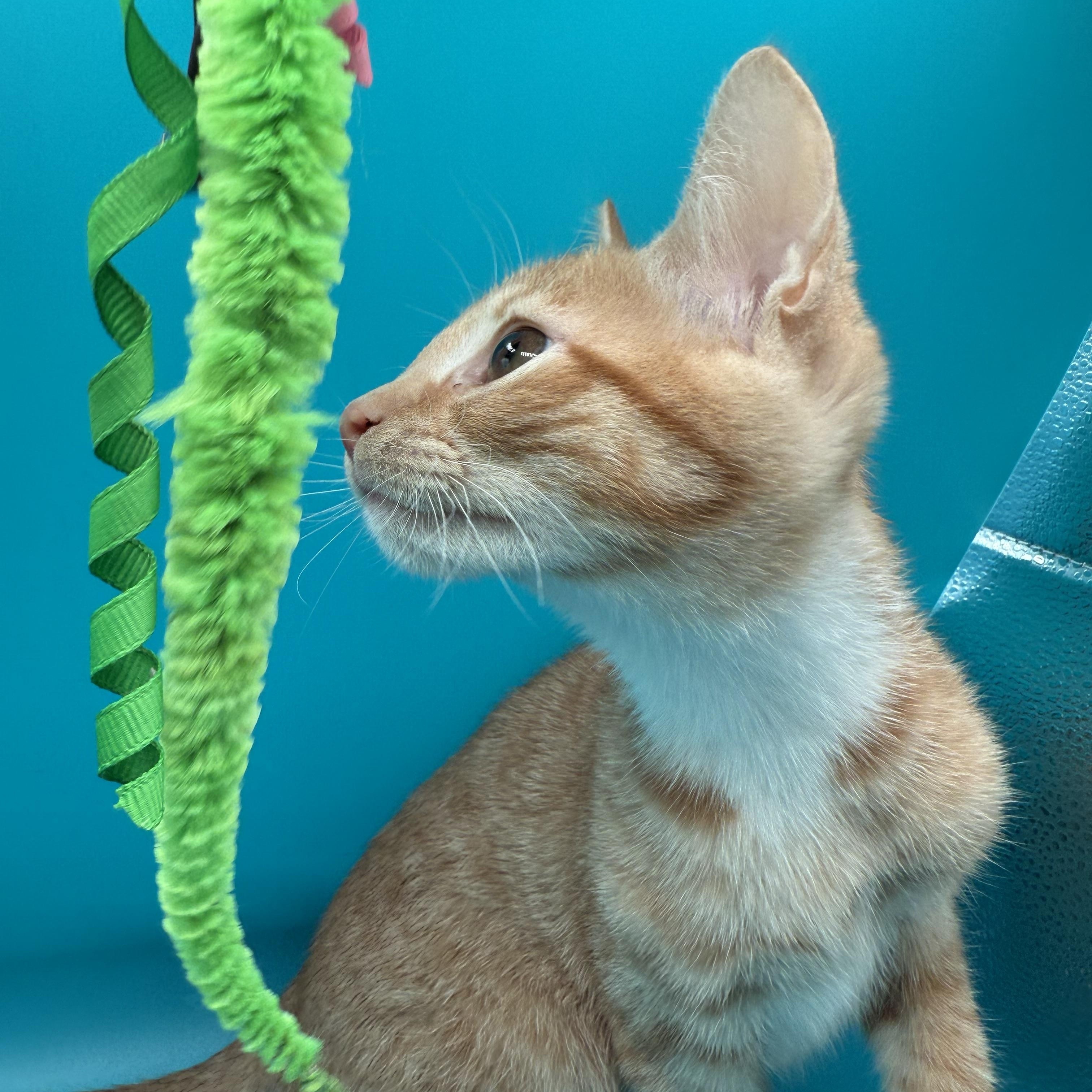 Stratus, Adoptable, Young Female Domestic Short Hair.