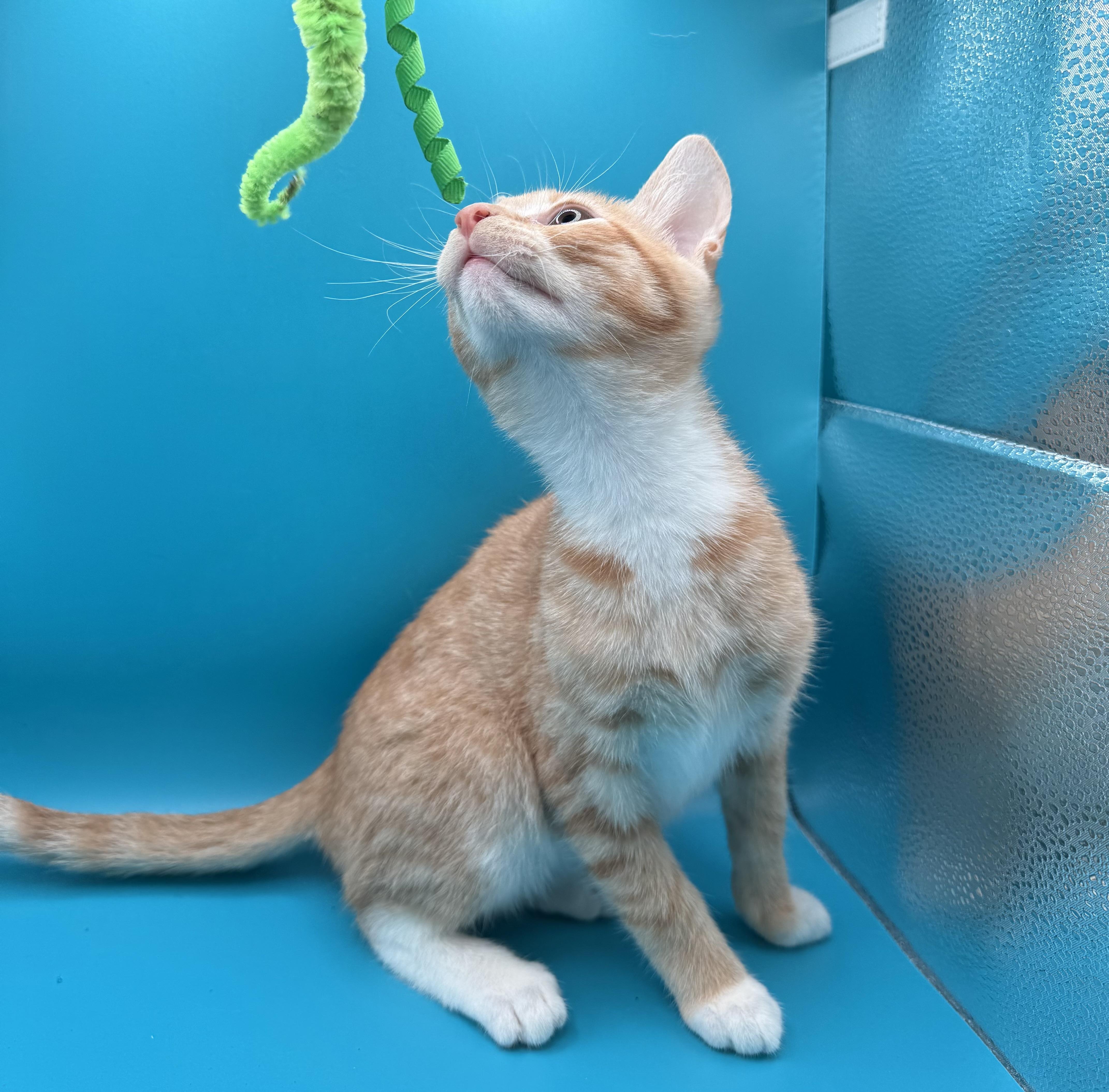 Enlarge Stratus, a Adoptable Domestic Short Hair in Galloway, NJ image 2/4