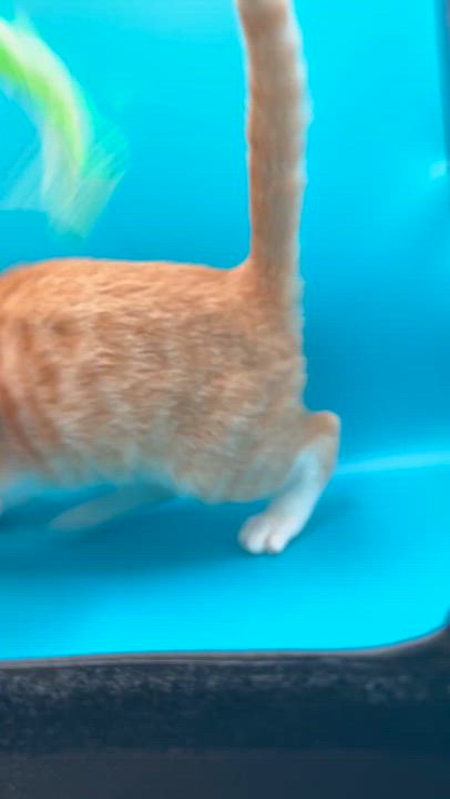 Enlarge Stratus, a Adoptable Domestic Short Hair in Galloway, NJ video 4/4