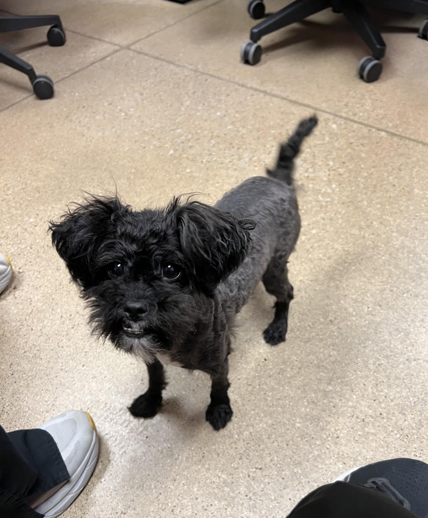Enlarge Riley, an adopted mixed breed in Cedar Rapids, IA image 1/2