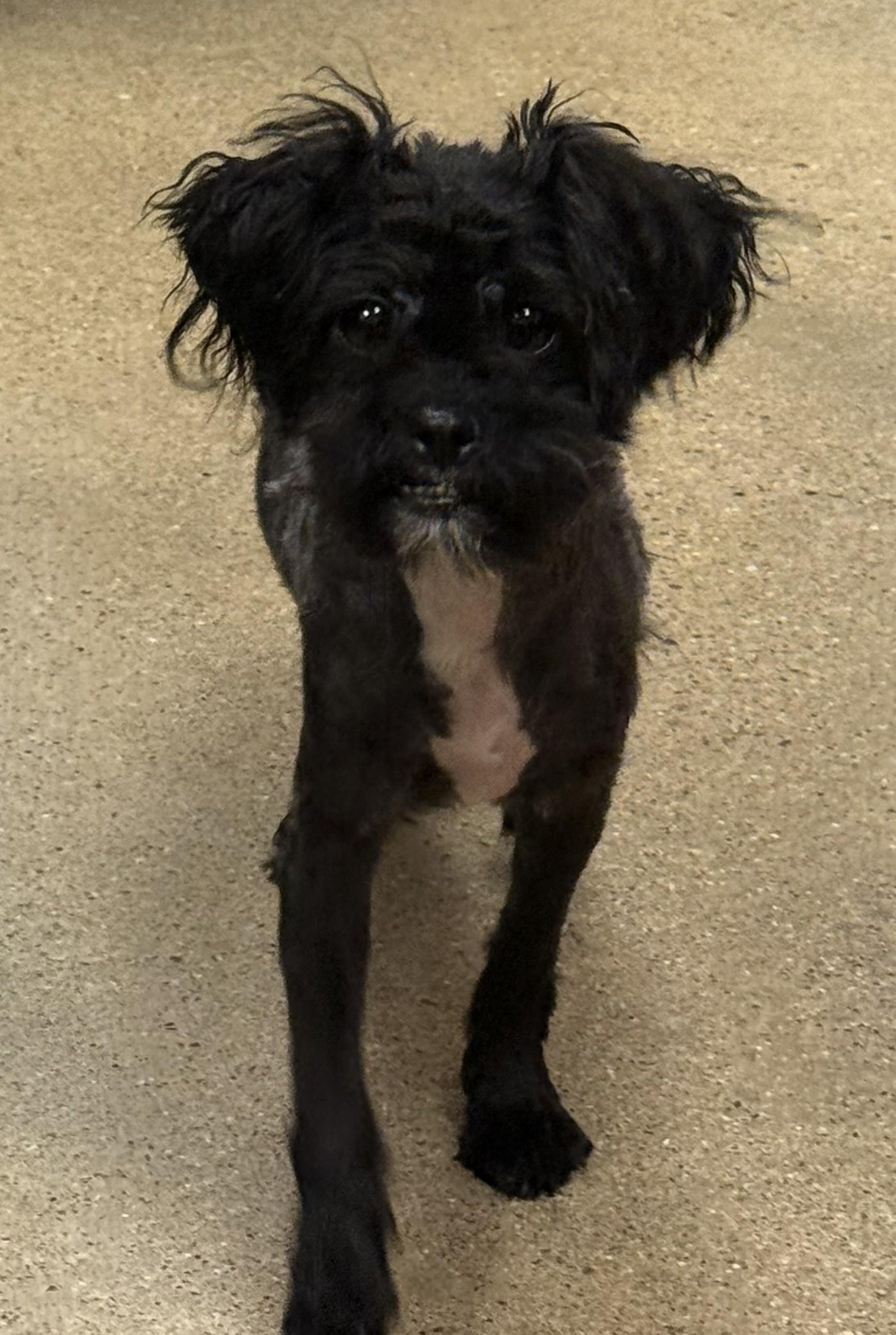 Enlarge Riley, an adopted mixed breed in Cedar Rapids, IA image 2/2
