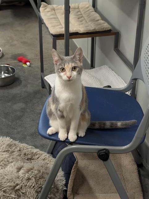 Enlarge POPPY, a Adoptable Domestic Short Hair in Brunswick, GA image 1/2