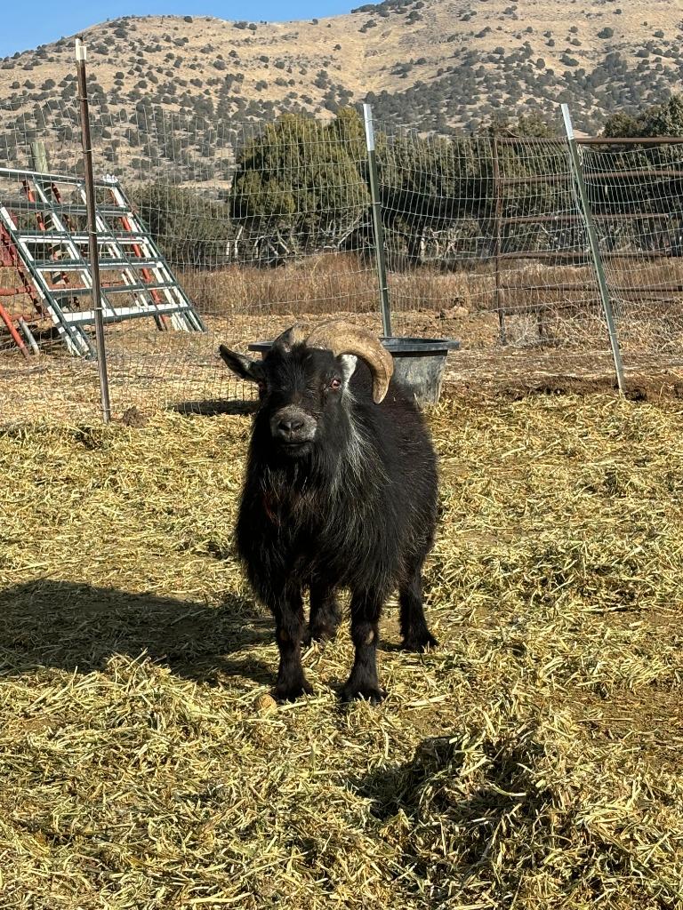 Diego, Adoptable, Senior Male Goat.