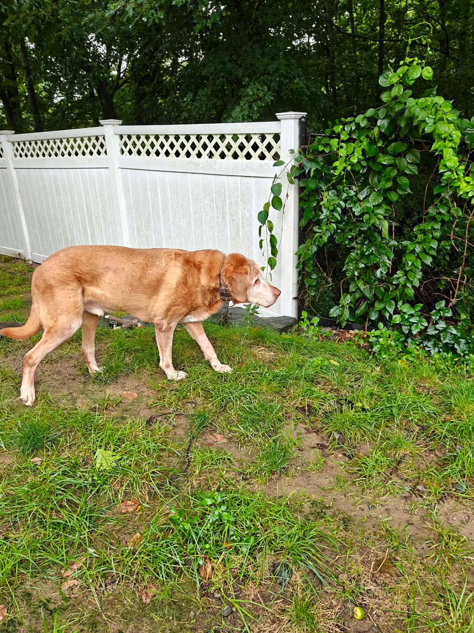 Enlarge Rufus, an adoptable mixed breed in Millbury, MA image 4/6