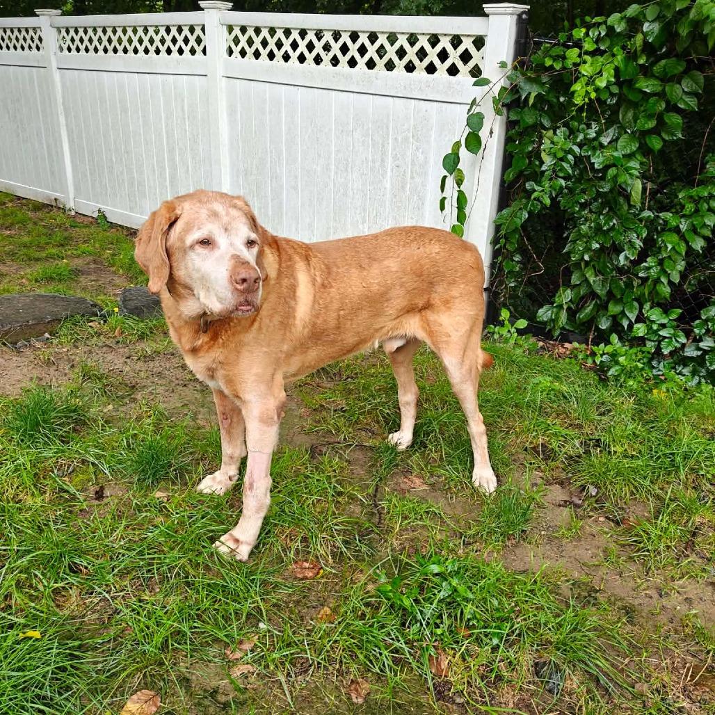 Enlarge Rufus, an adoptable mixed breed in Millbury, MA image 3/6