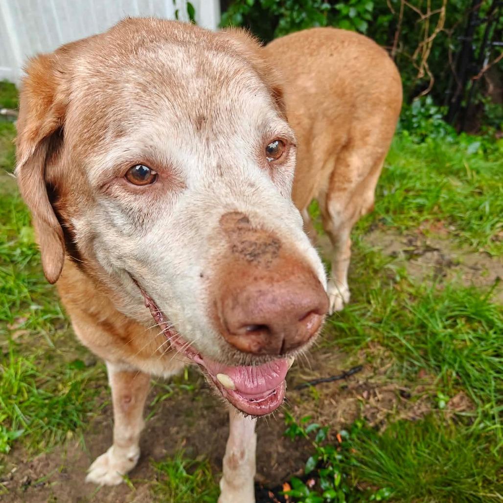 Enlarge Rufus, an adoptable mixed breed in Millbury, MA image 5/6