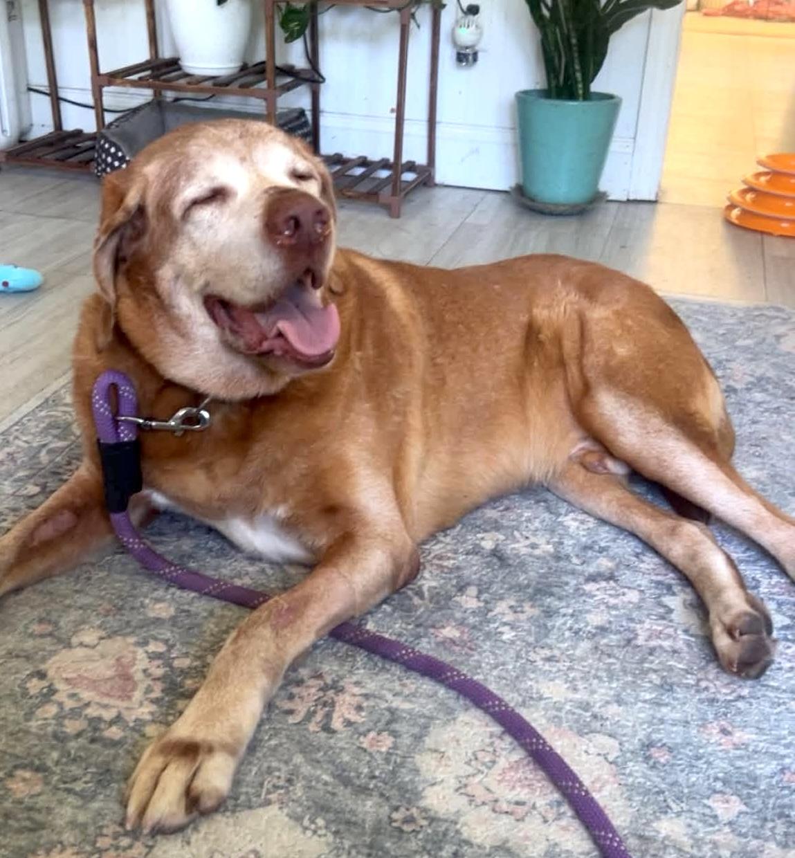 Rufus, adoptable, Senior Male Labrador Retriever & Mixed Breed.