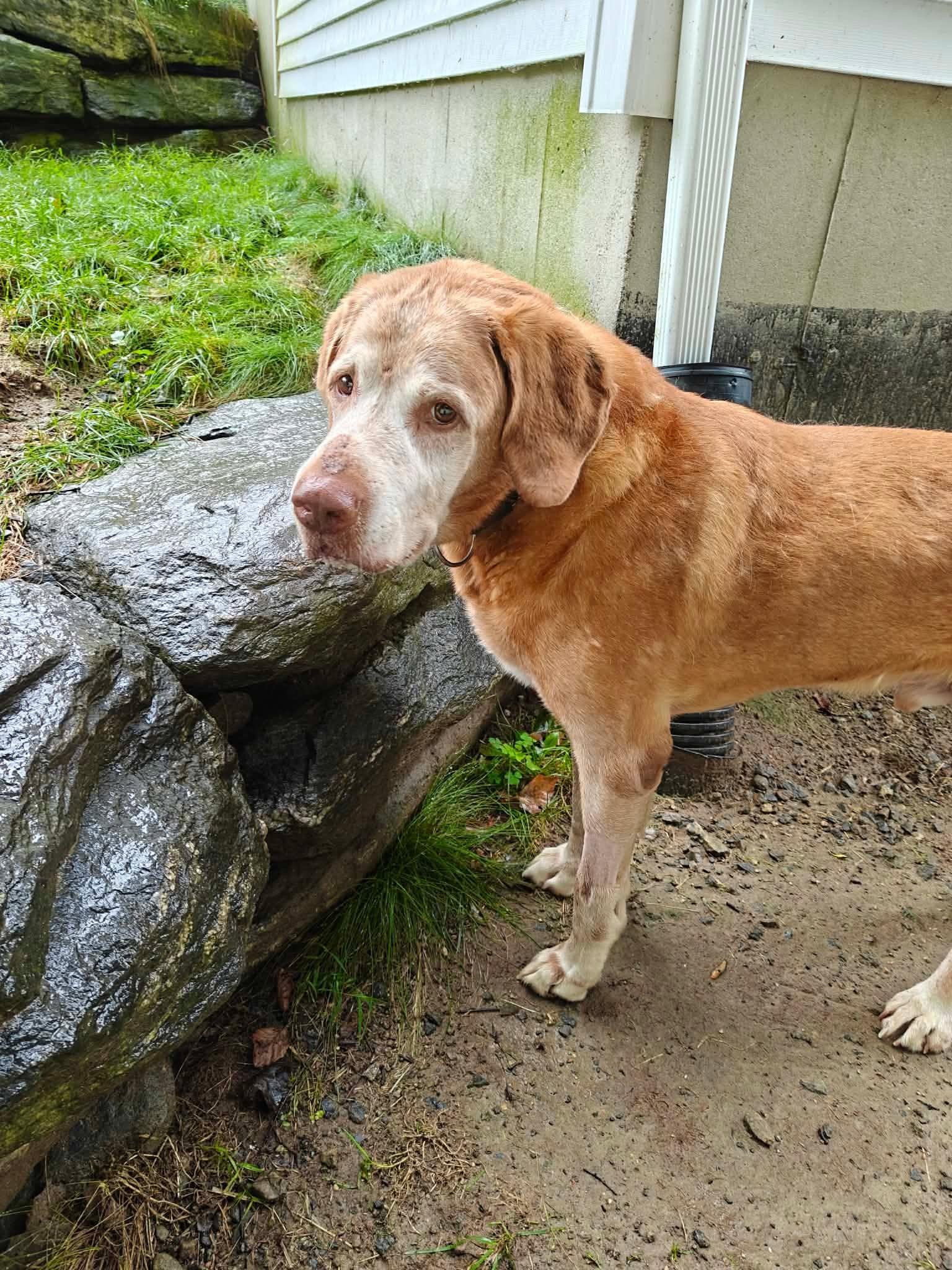 Enlarge Rufus, an adoptable mixed breed in Millbury, MA image 2/6