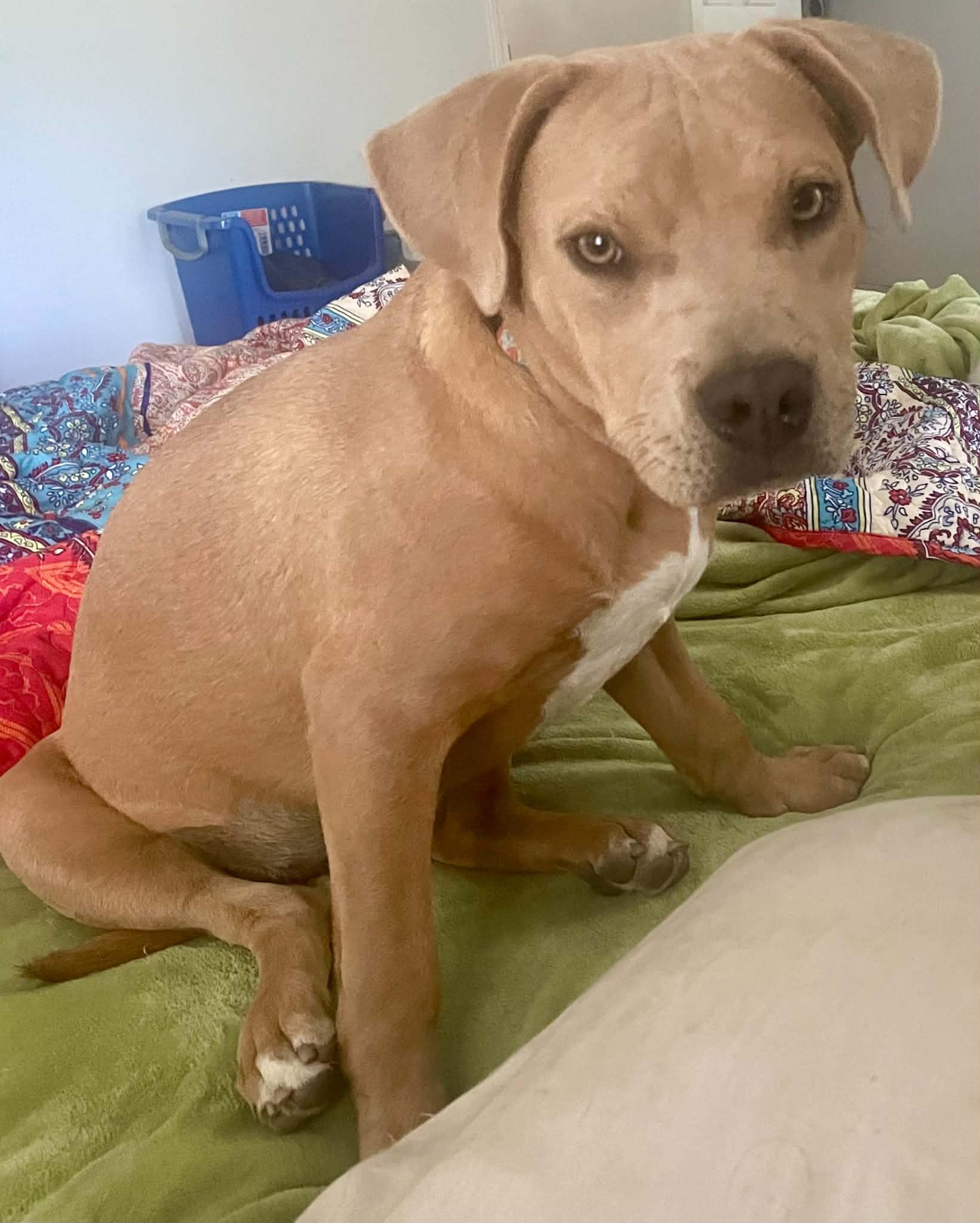 Athena, Adoptable, Young Female American Staffordshire Terrier.