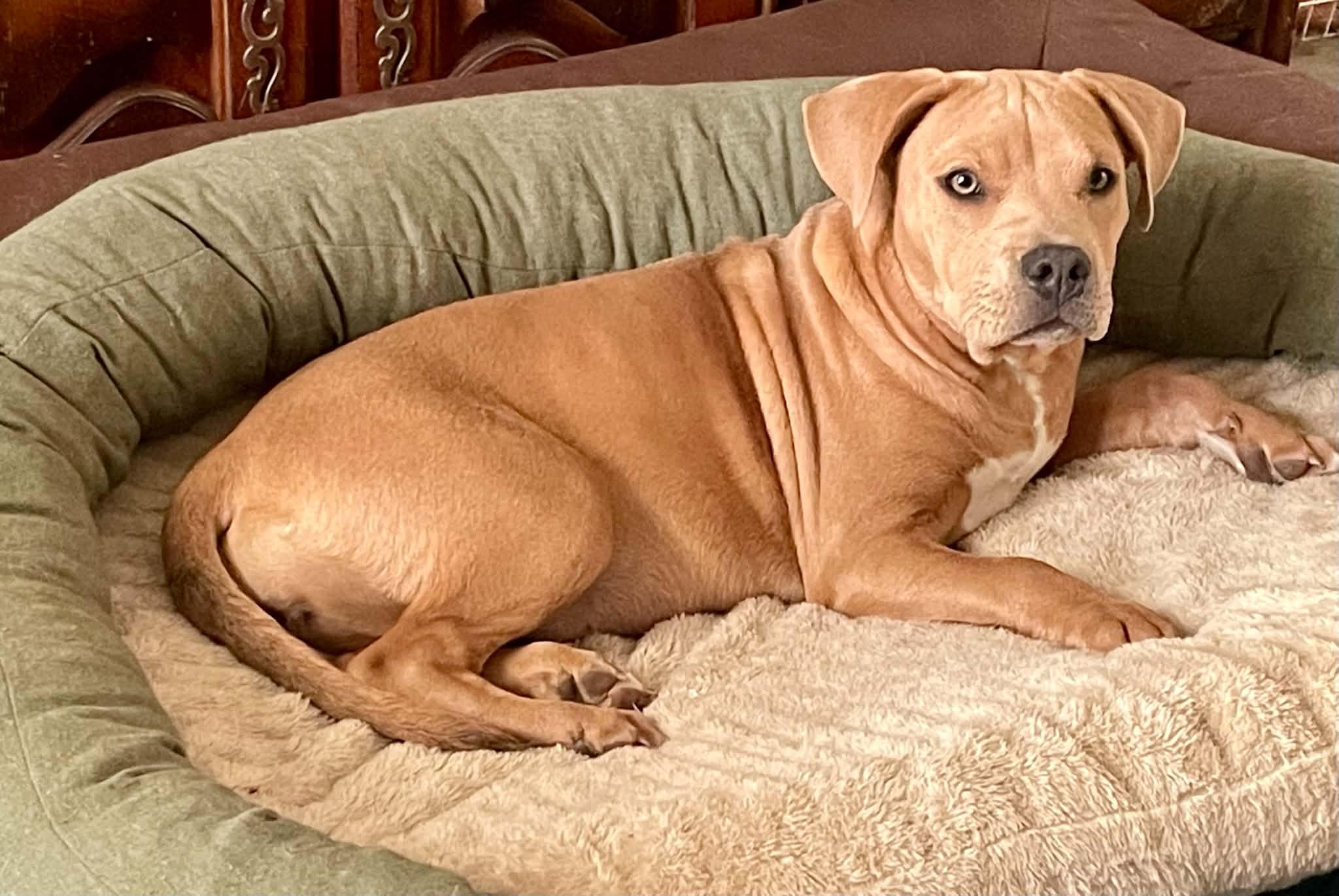Athena, a Adoptable mixed breed in Augusta, ME image 2/4