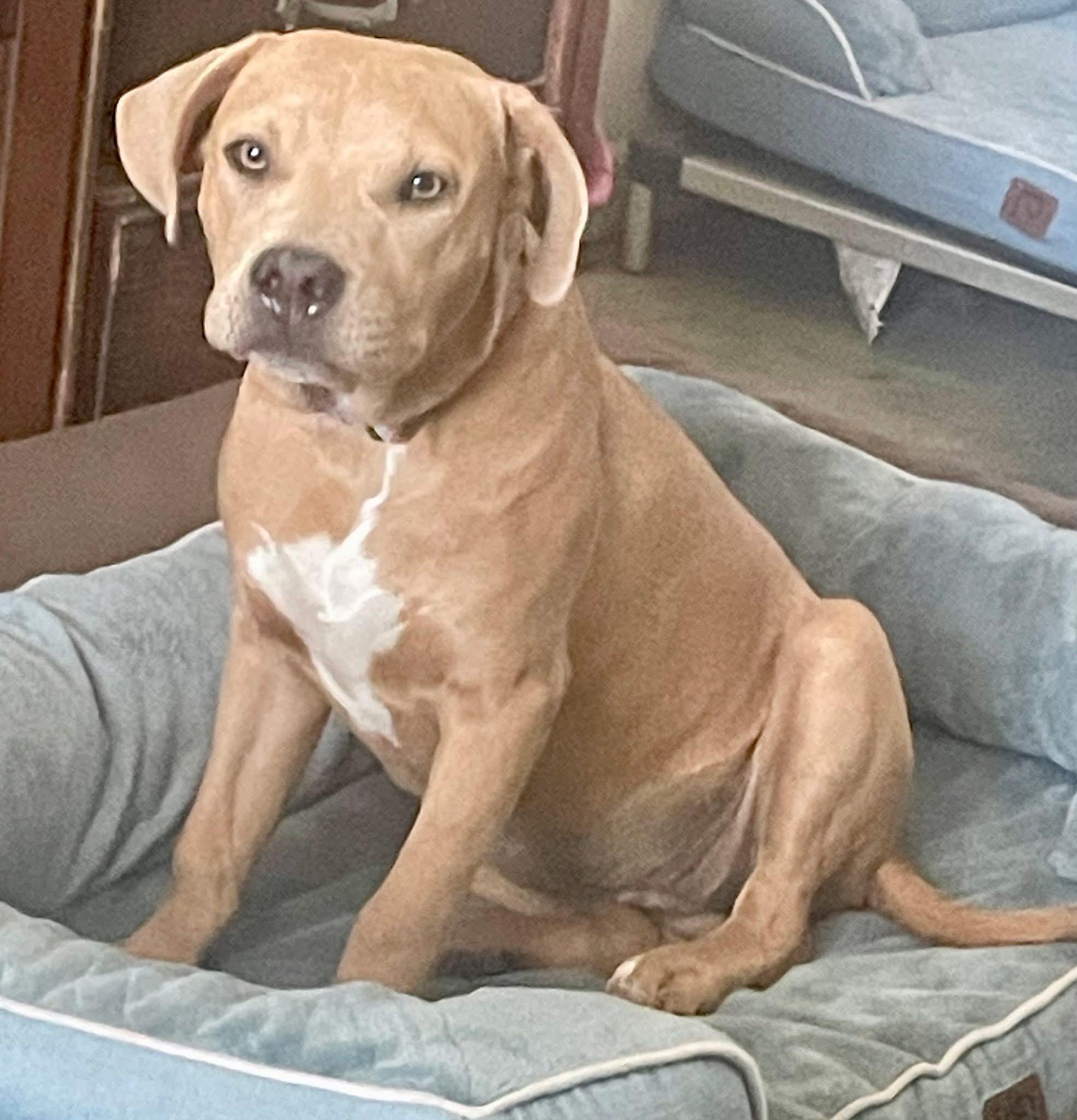 Athena, a Adoptable mixed breed in Augusta, ME image 3/4