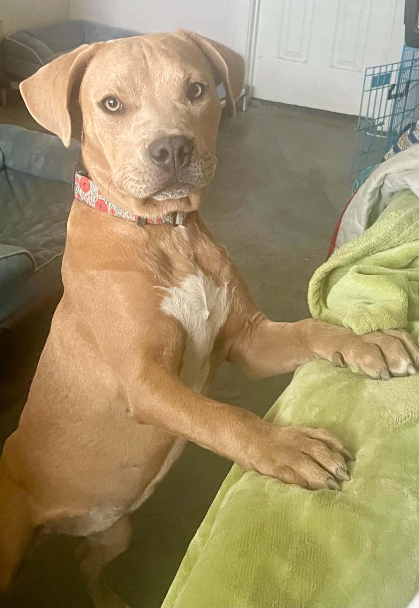 Athena, a Adoptable mixed breed in Augusta, ME image 4/4