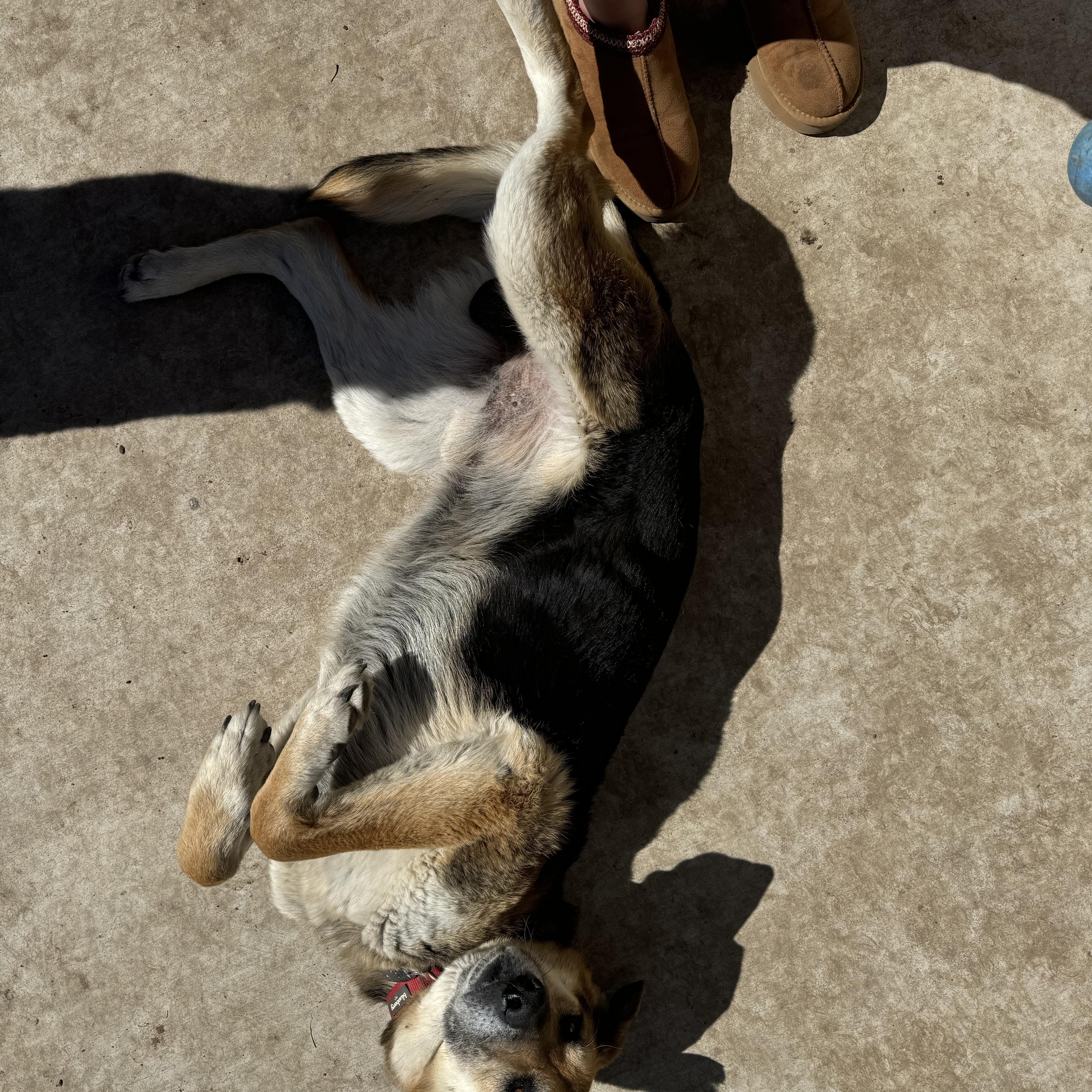 Hank, a Adoptable mixed breed in Choctaw, OK image 1/5