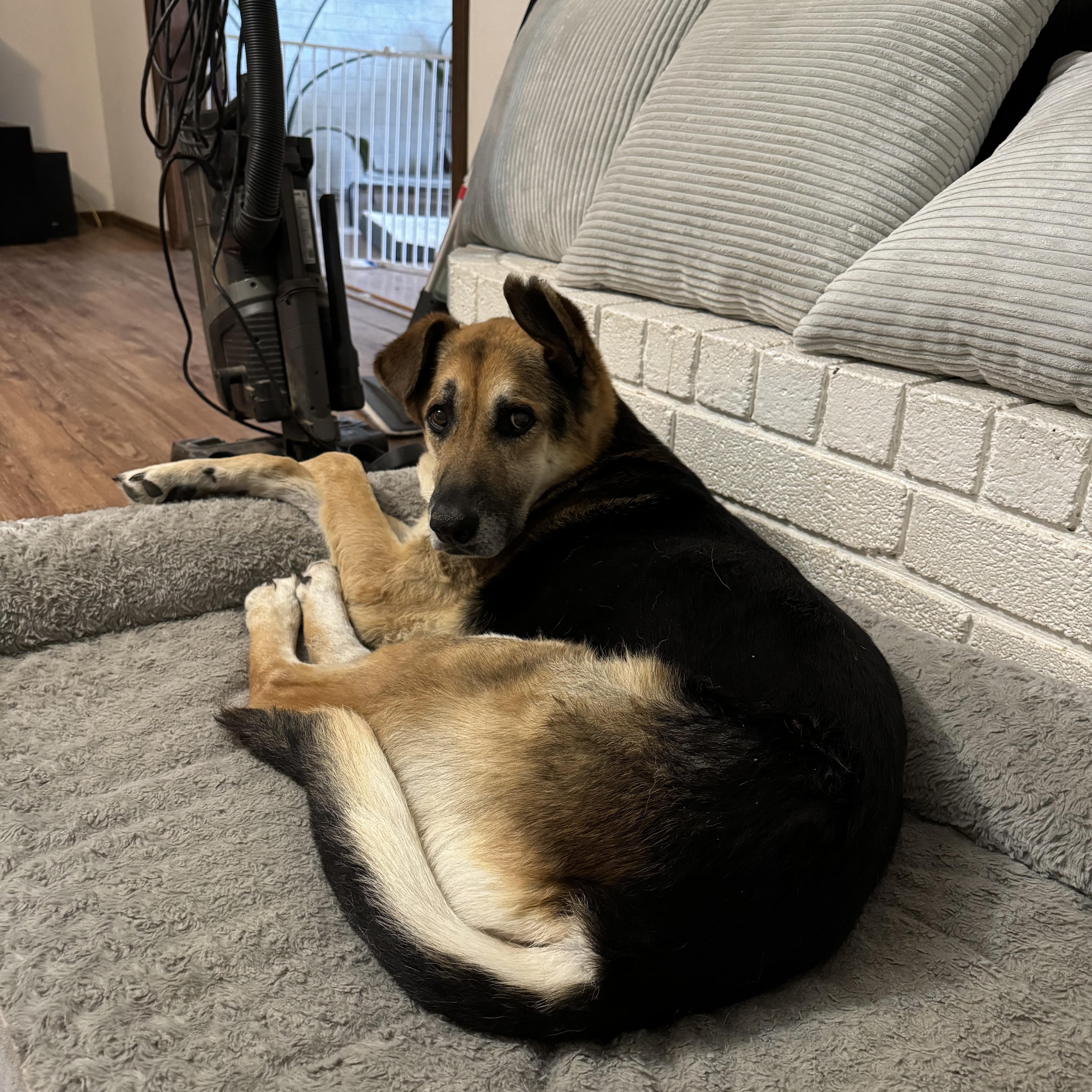 Hank, a Adoptable mixed breed in Choctaw, OK image 2/5