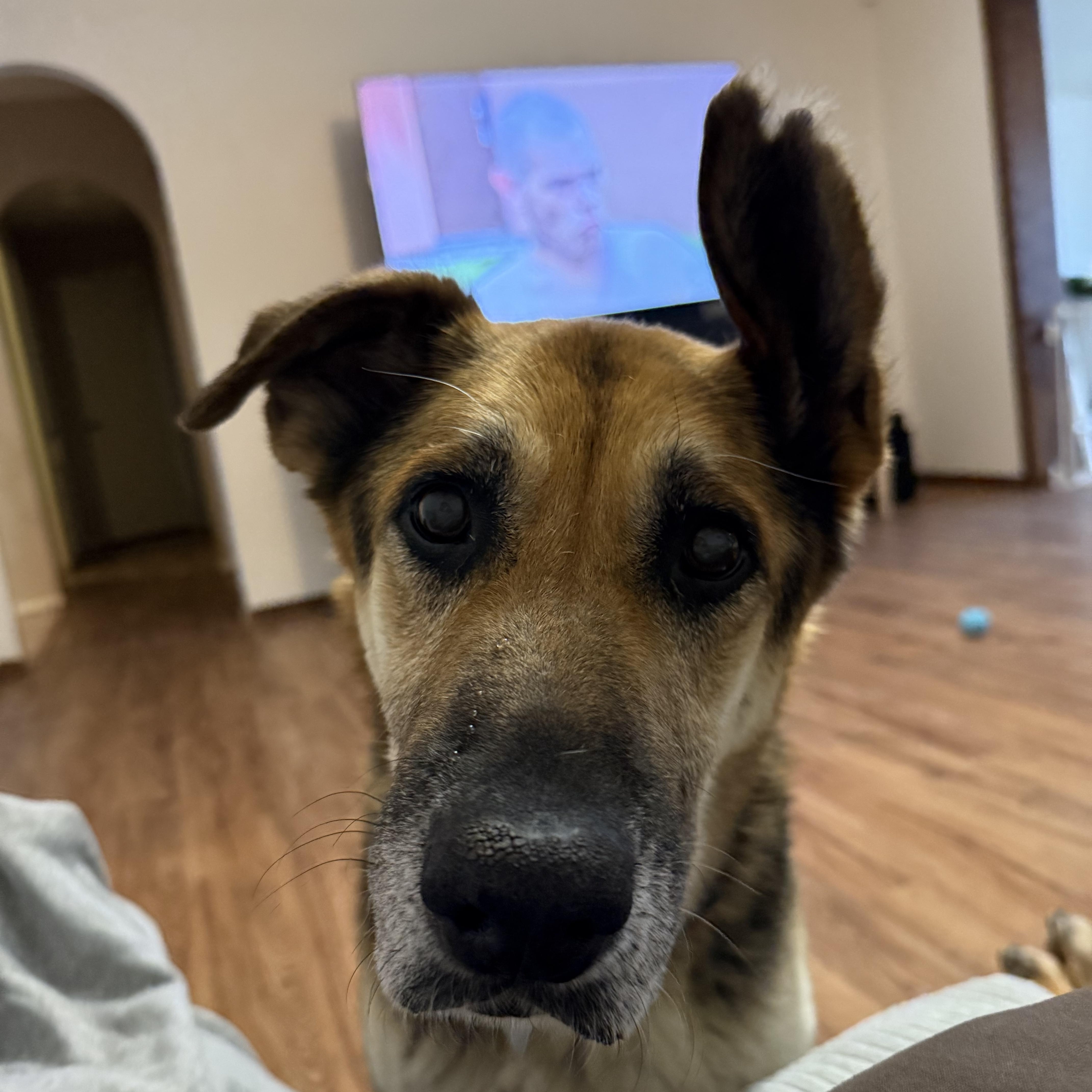 Hank, a Adoptable mixed breed in Choctaw, OK image 3/5