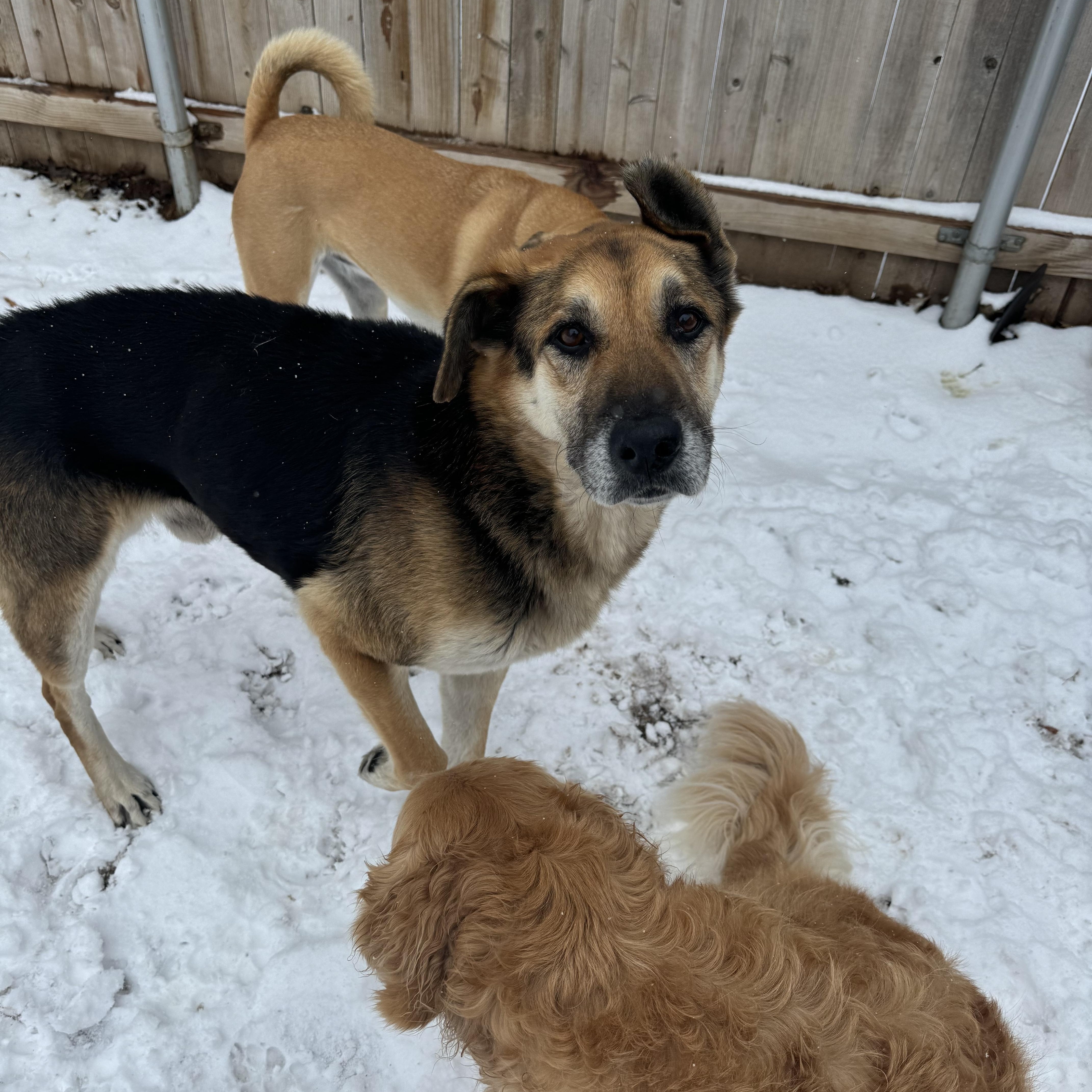Hank, a Adoptable mixed breed in Choctaw, OK image 4/5