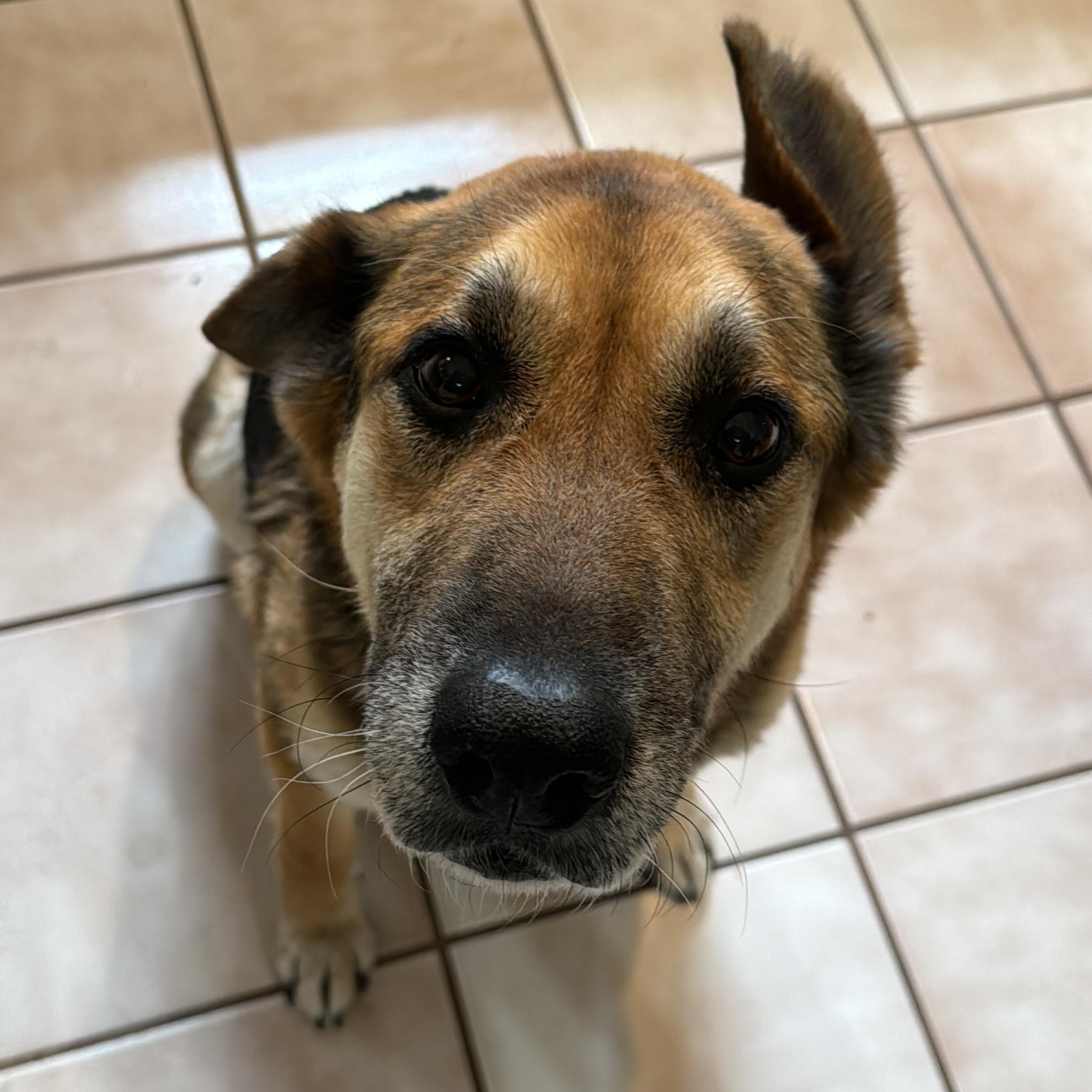 Hank, a Adoptable mixed breed in Choctaw, OK image 5/5