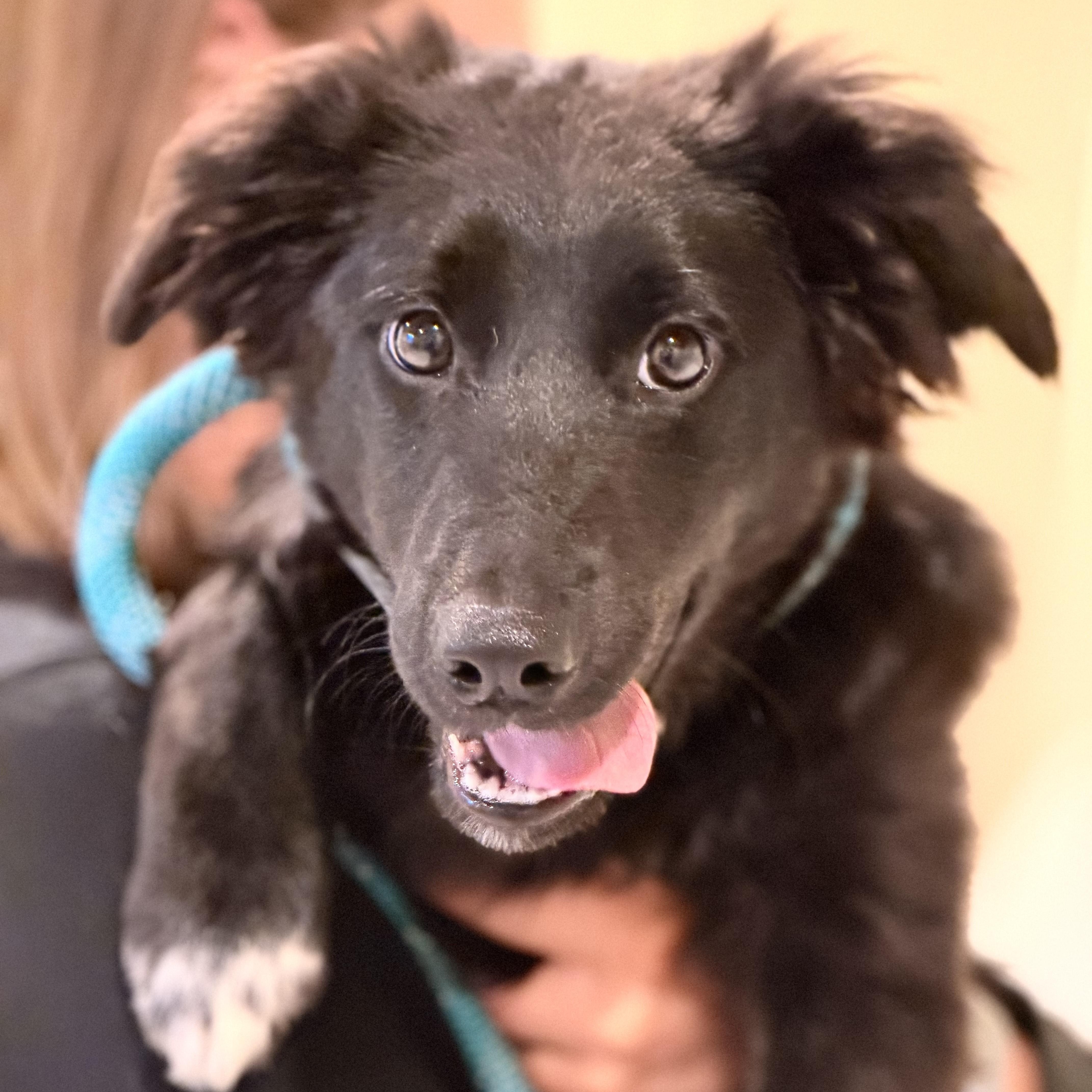 Enlarge Karma, a ADOPTABLE mixed breed in Sparta, NJ image 5/5