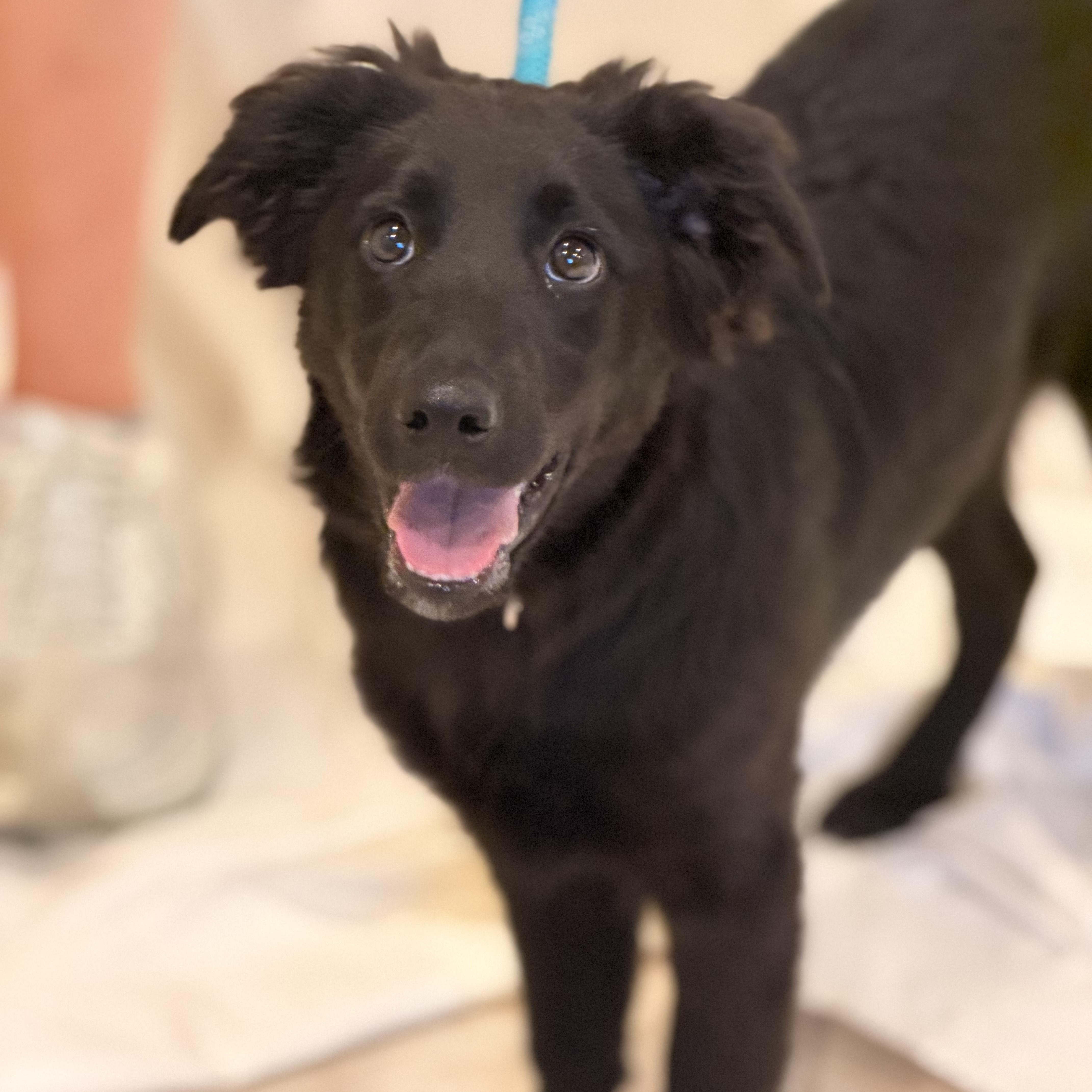 Enlarge Karma, a ADOPTABLE mixed breed in Sparta, NJ image 1/5