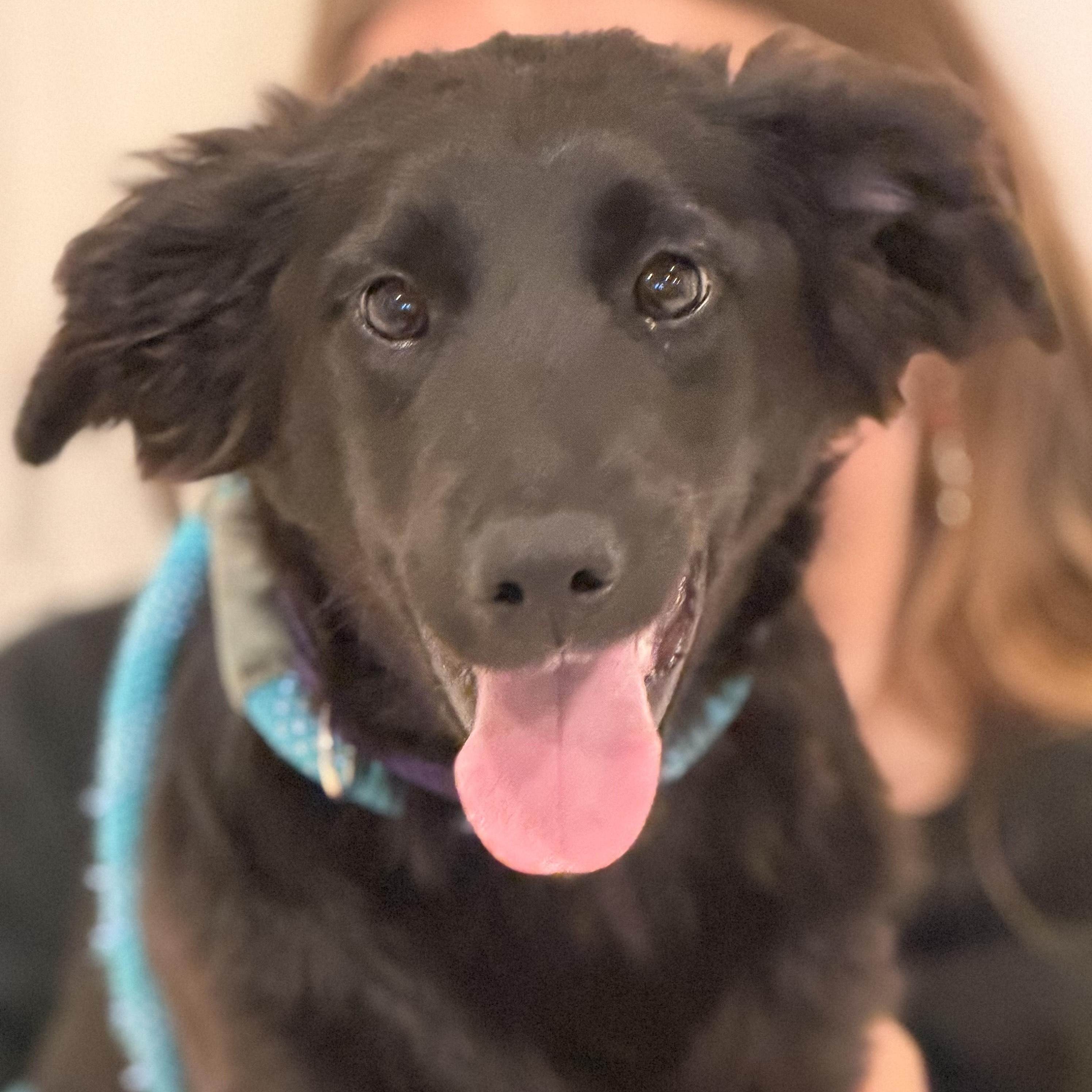 Enlarge Karma, a ADOPTABLE mixed breed in Sparta, NJ image 3/5