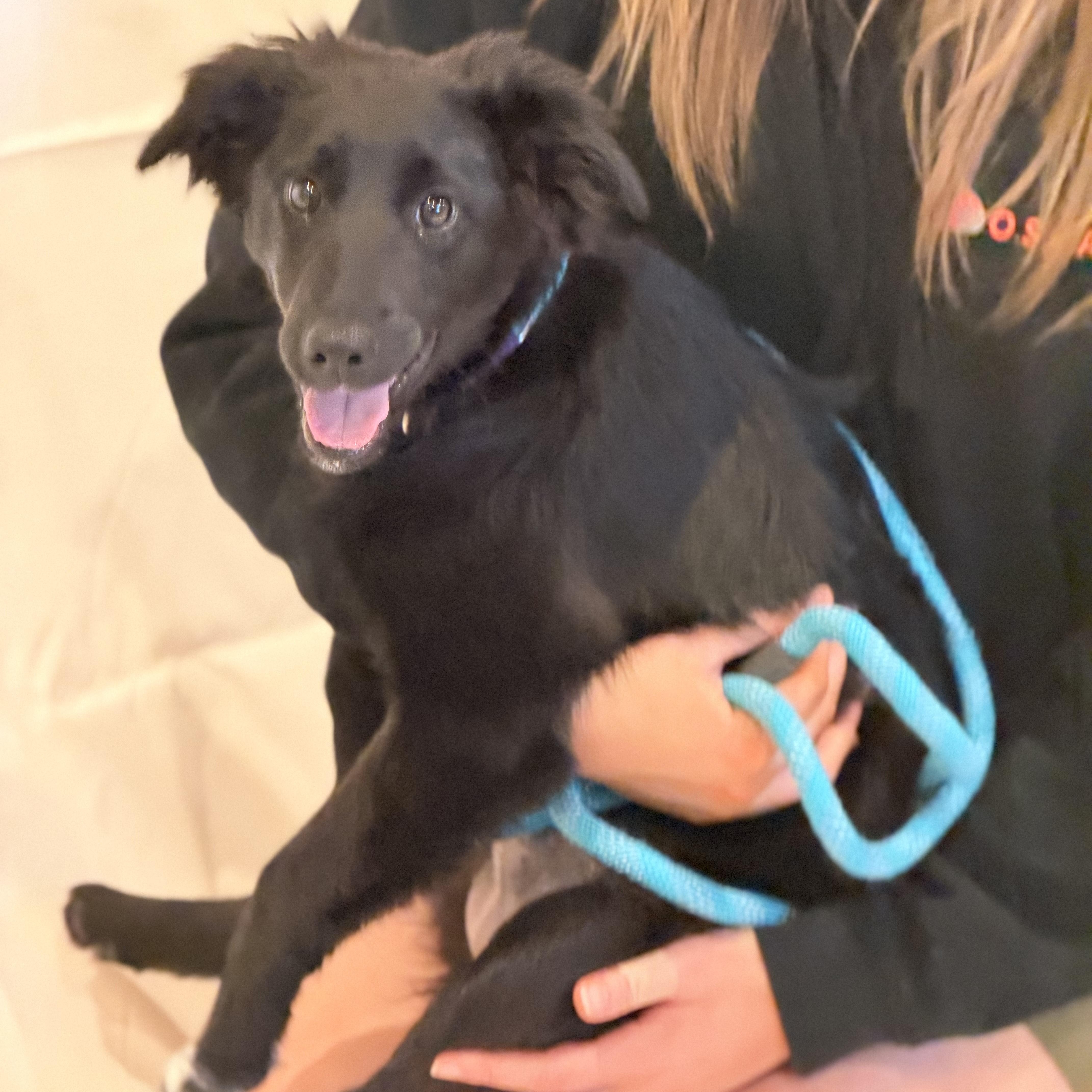 Enlarge Karma, a ADOPTABLE mixed breed in Sparta, NJ image 2/5