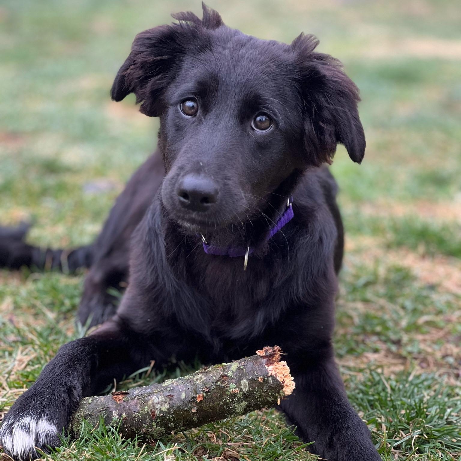 Enlarge Karma, a ADOPTABLE mixed breed in Sparta, NJ image 4/5