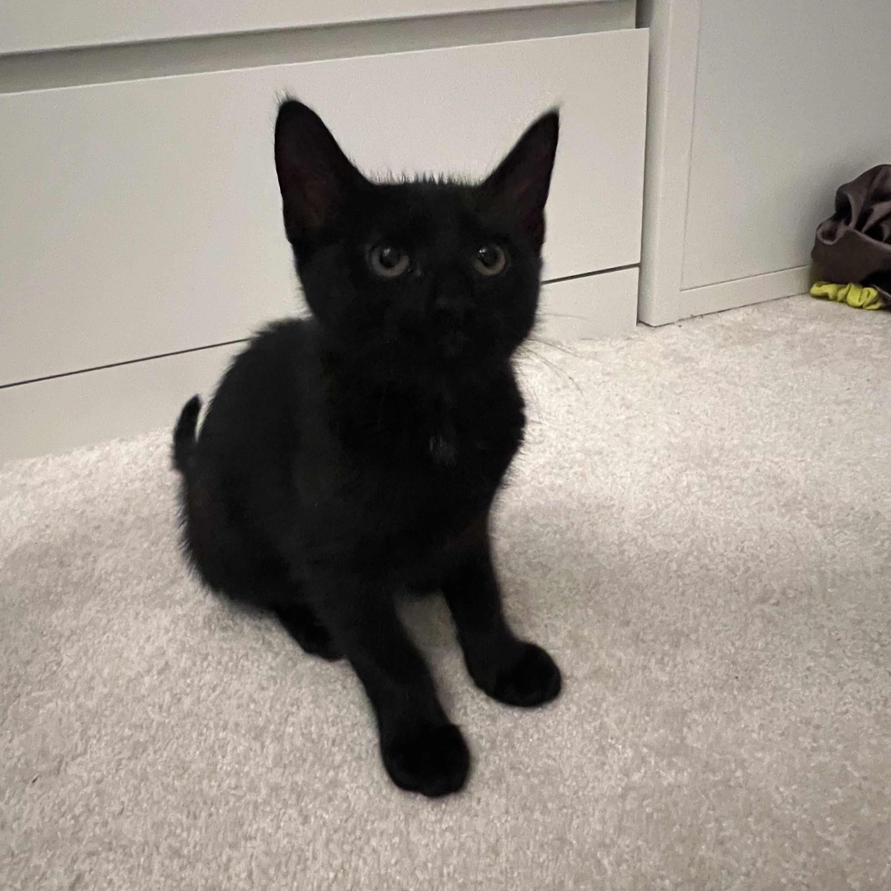 Ivy, a ADOPTABLE Domestic Short Hair in Duluth, GA image 2/5