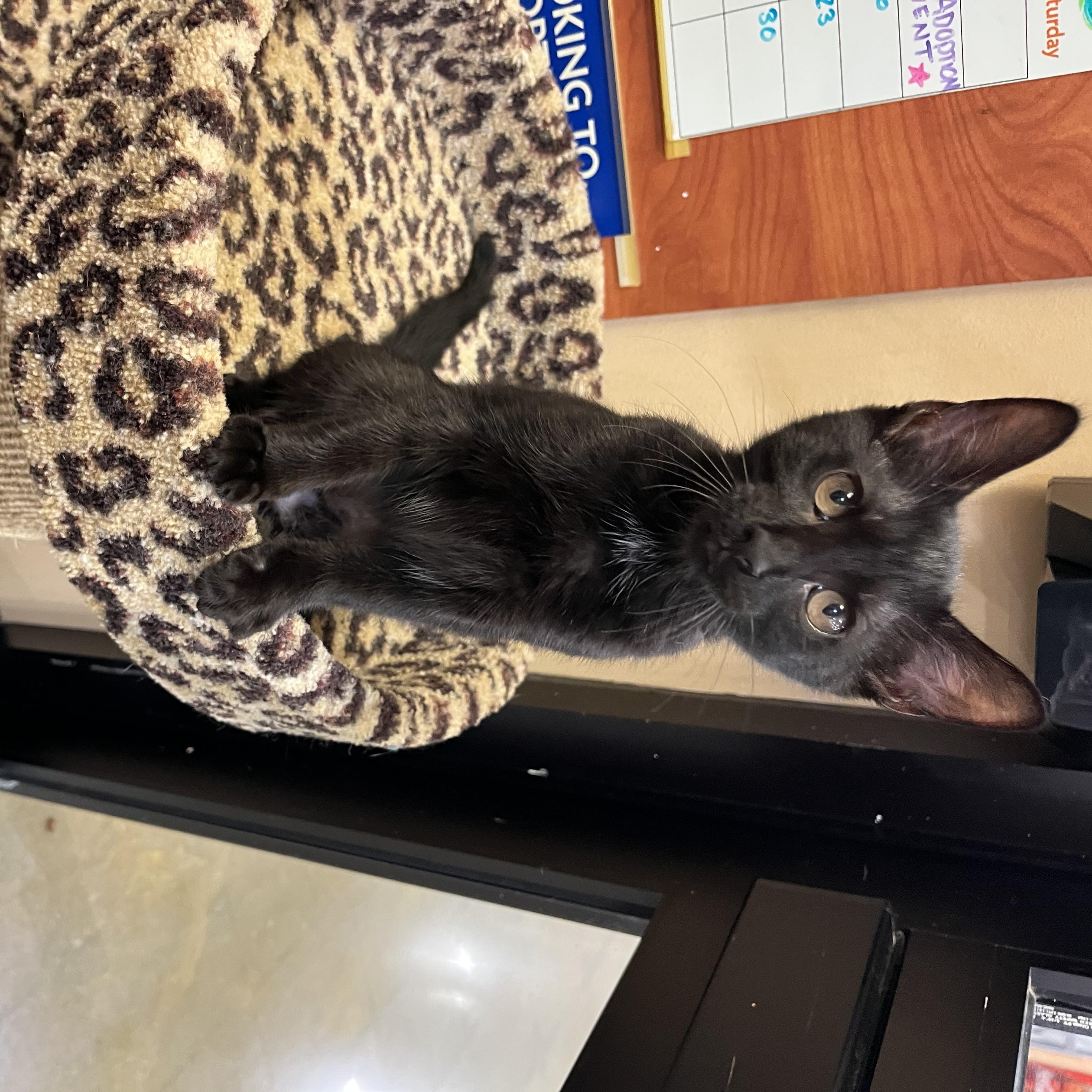 Ivy, a ADOPTABLE Domestic Short Hair in Duluth, GA image 3/5