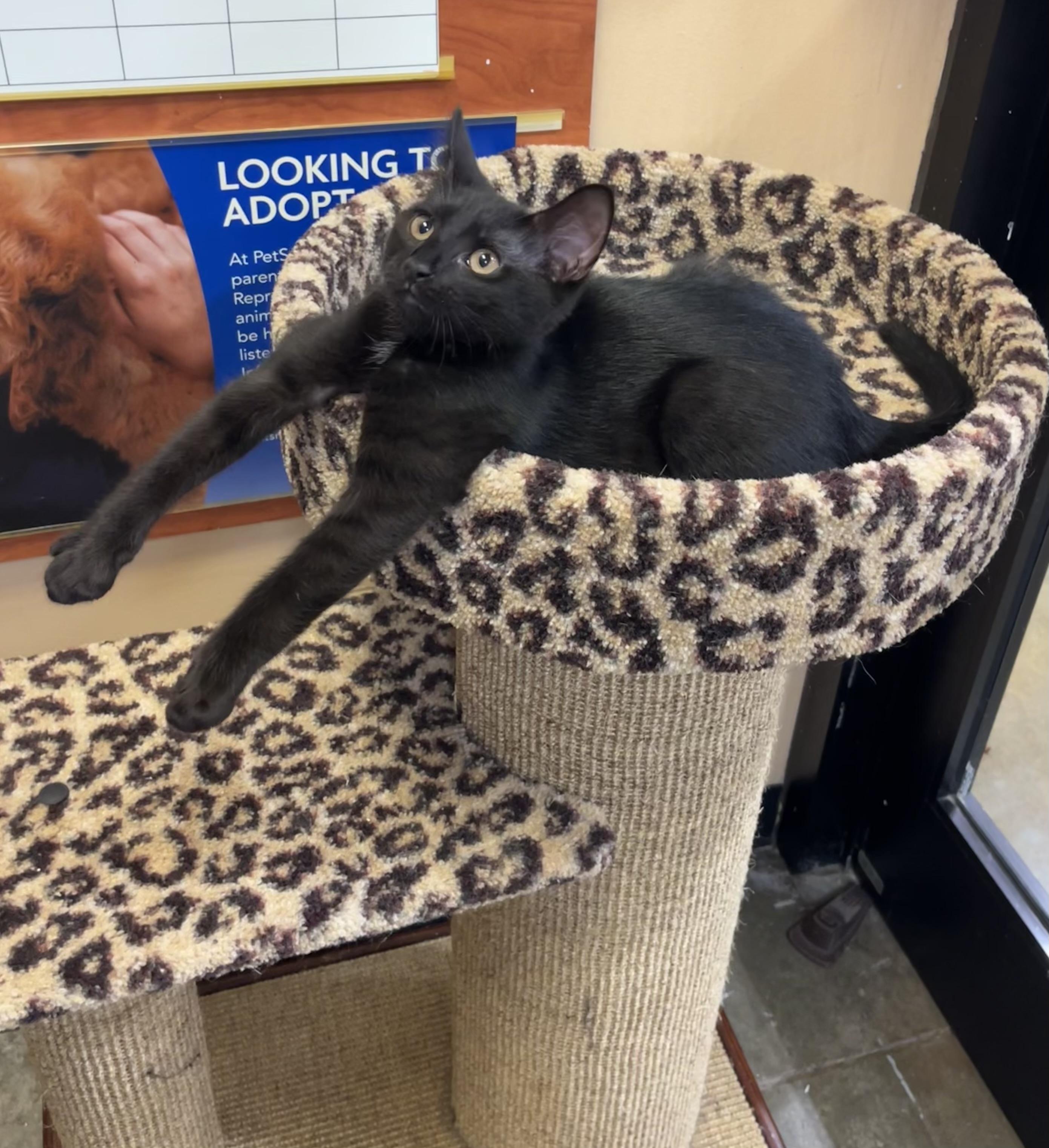 Ivy, ADOPTABLE, Kitten Female Domestic Short Hair.
