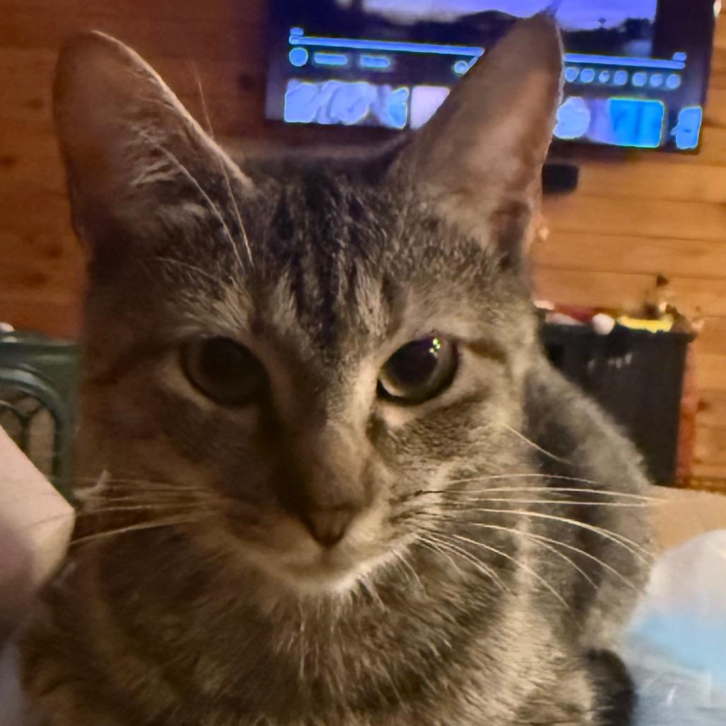 Jesse, a Adoptable Domestic Short Hair in Granby, MO image 1/3