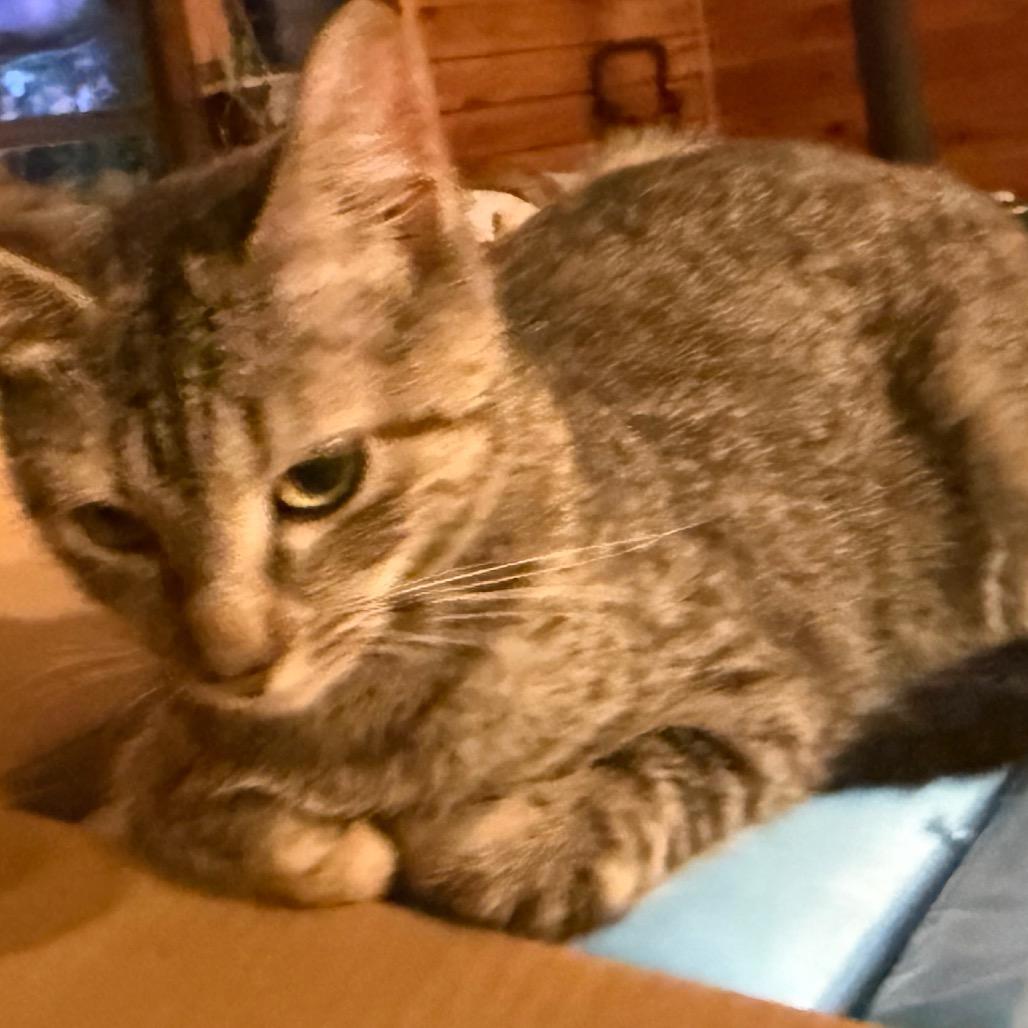 Jesse, a Adoptable Domestic Short Hair in Granby, MO image 2/3