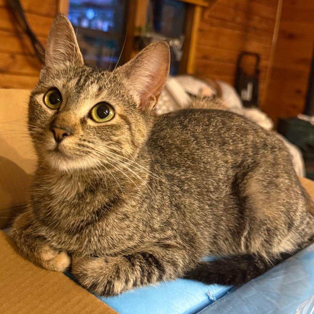 Jesse, a Adoptable Domestic Short Hair in Granby, MO image 3/3