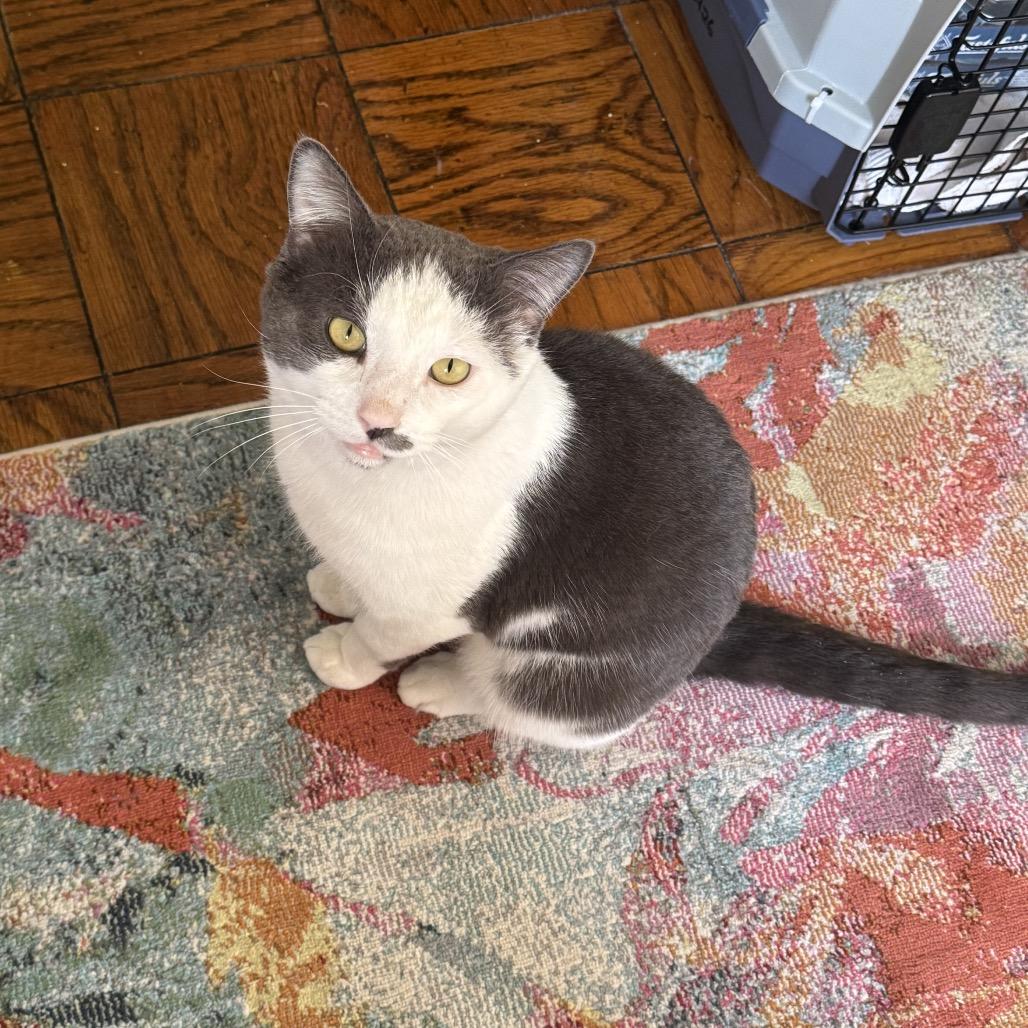 Mr Romantic — thumbnail 2