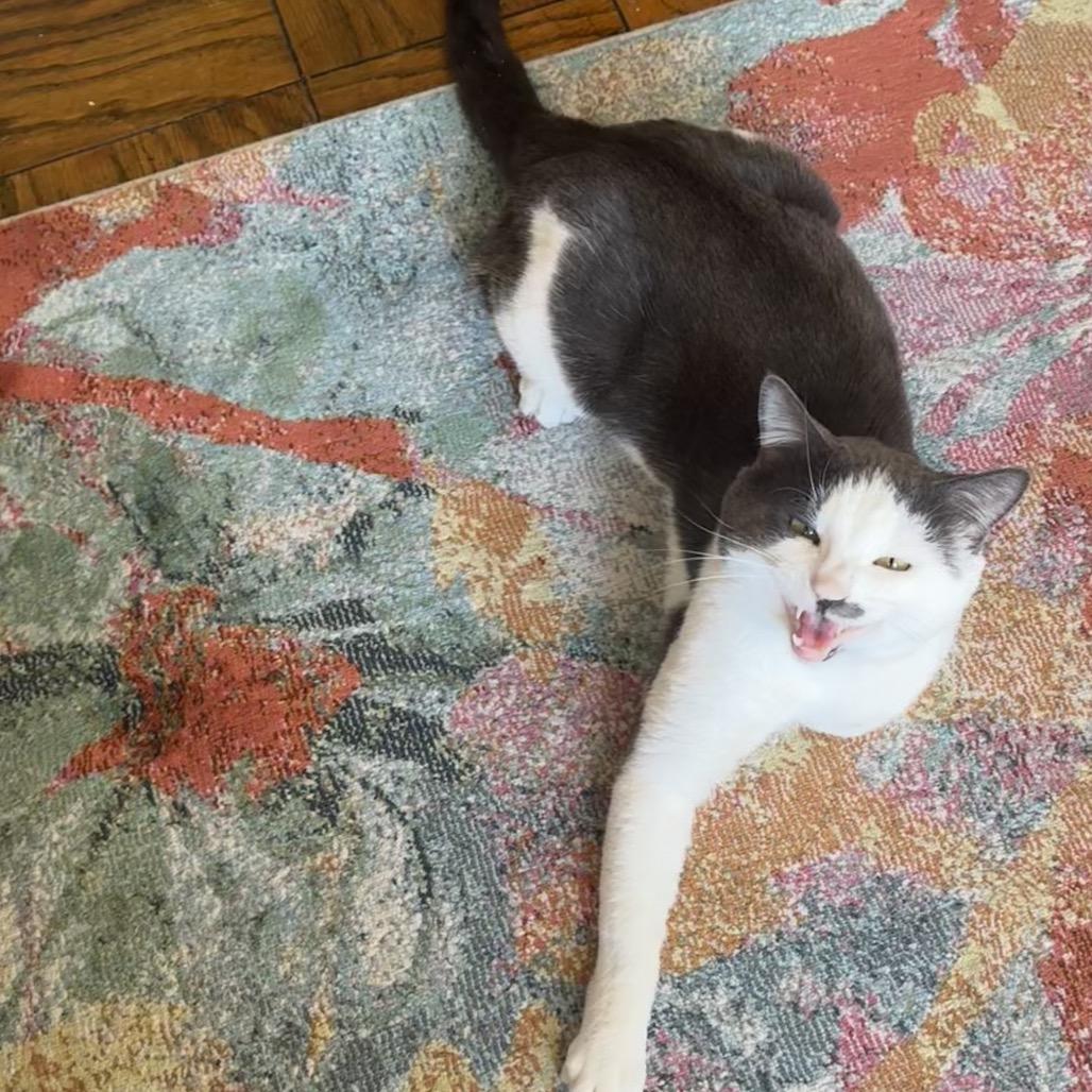 Mr Romantic — thumbnail 3