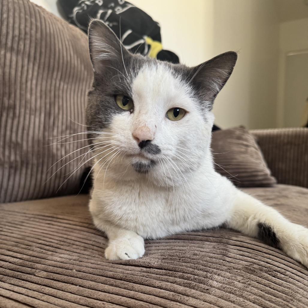 Mr Romantic — thumbnail 4