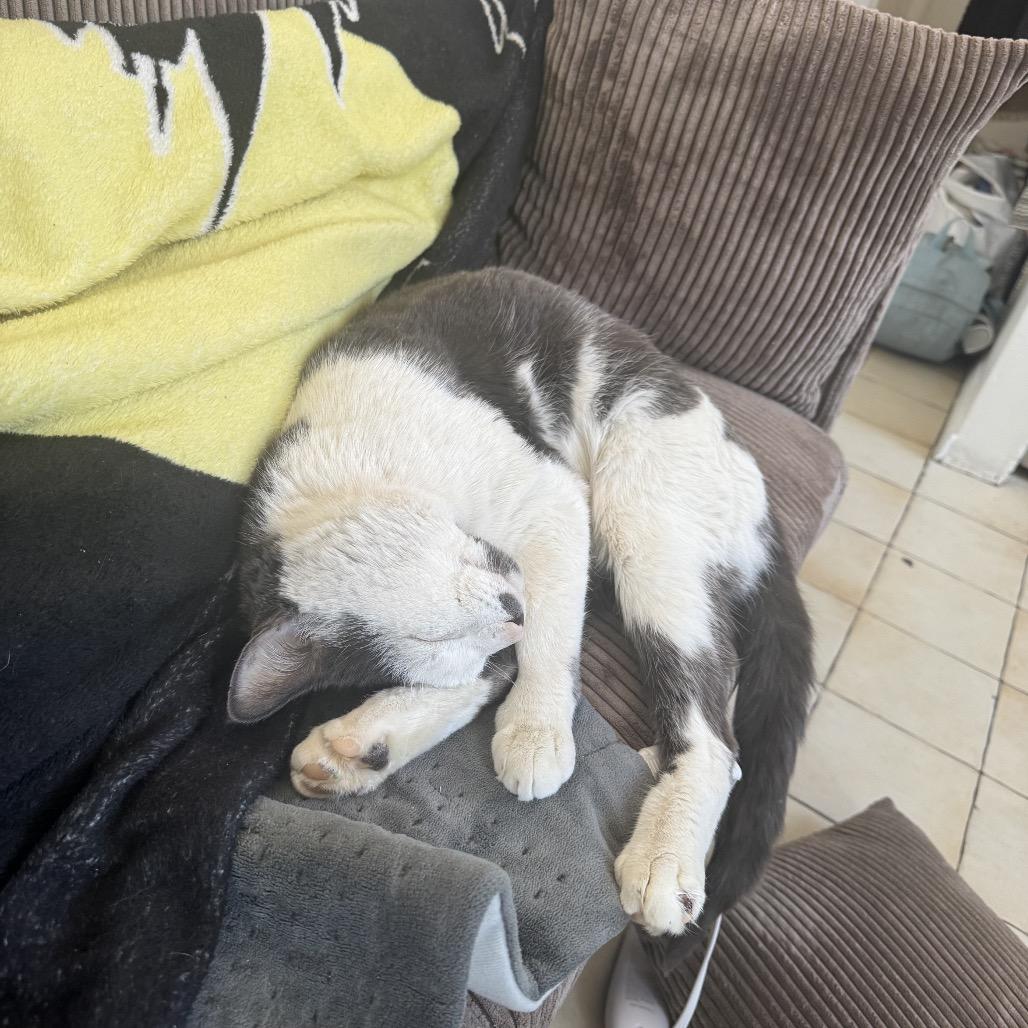 Mr Romantic — thumbnail 5