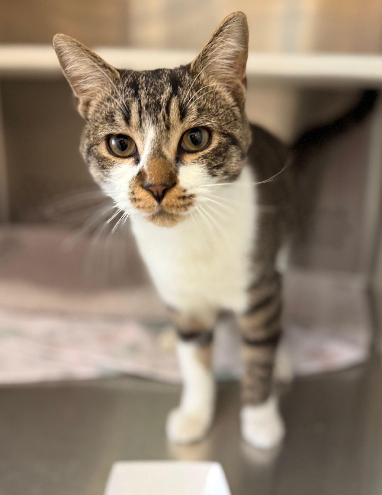 Enlarge Chumley, an adopted Domestic Short Hair in Fairfax, VA image 2/6