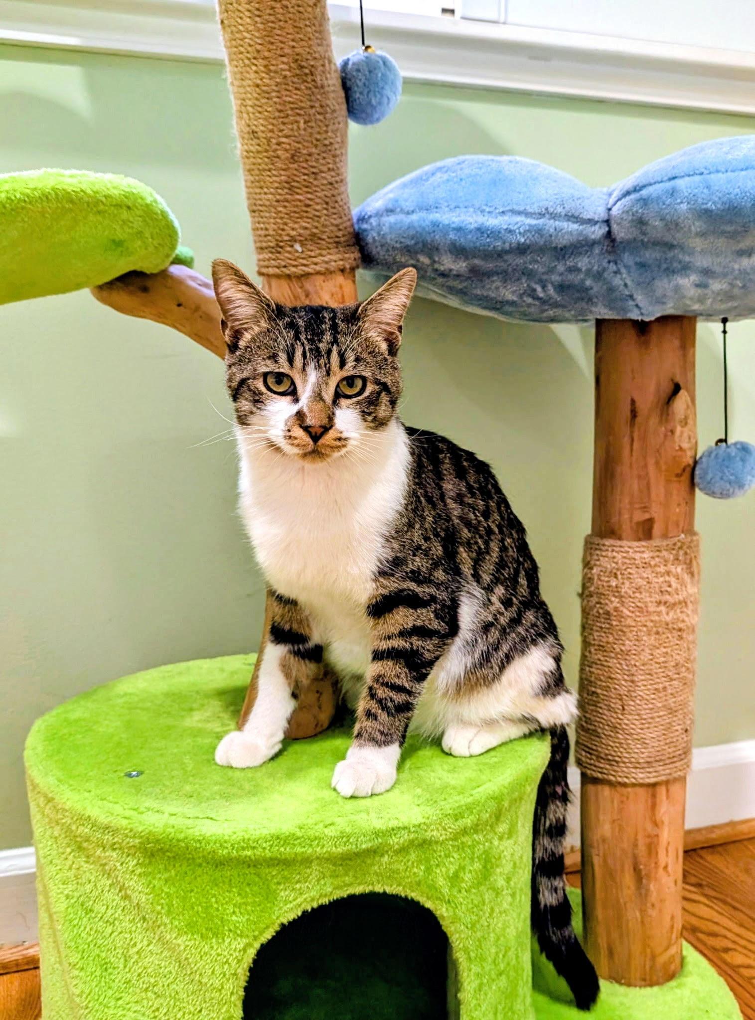 Enlarge Chumley, an adopted Domestic Short Hair in Fairfax, VA image 4/6