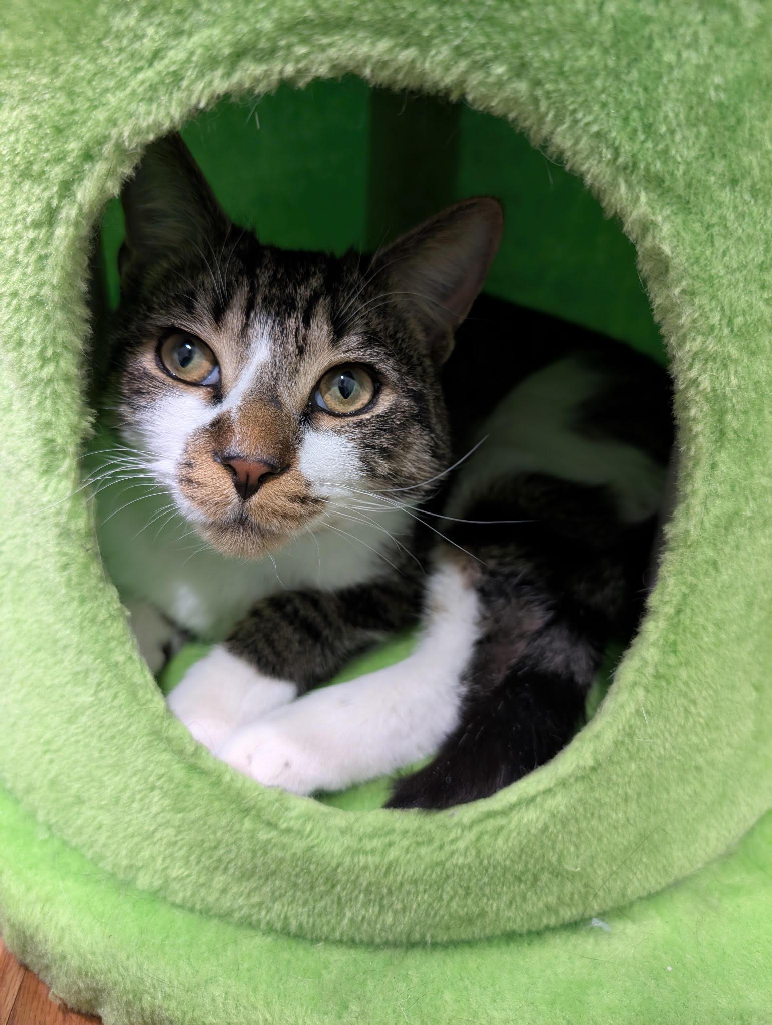 Enlarge Chumley, an adopted Domestic Short Hair in Fairfax, VA image 5/6