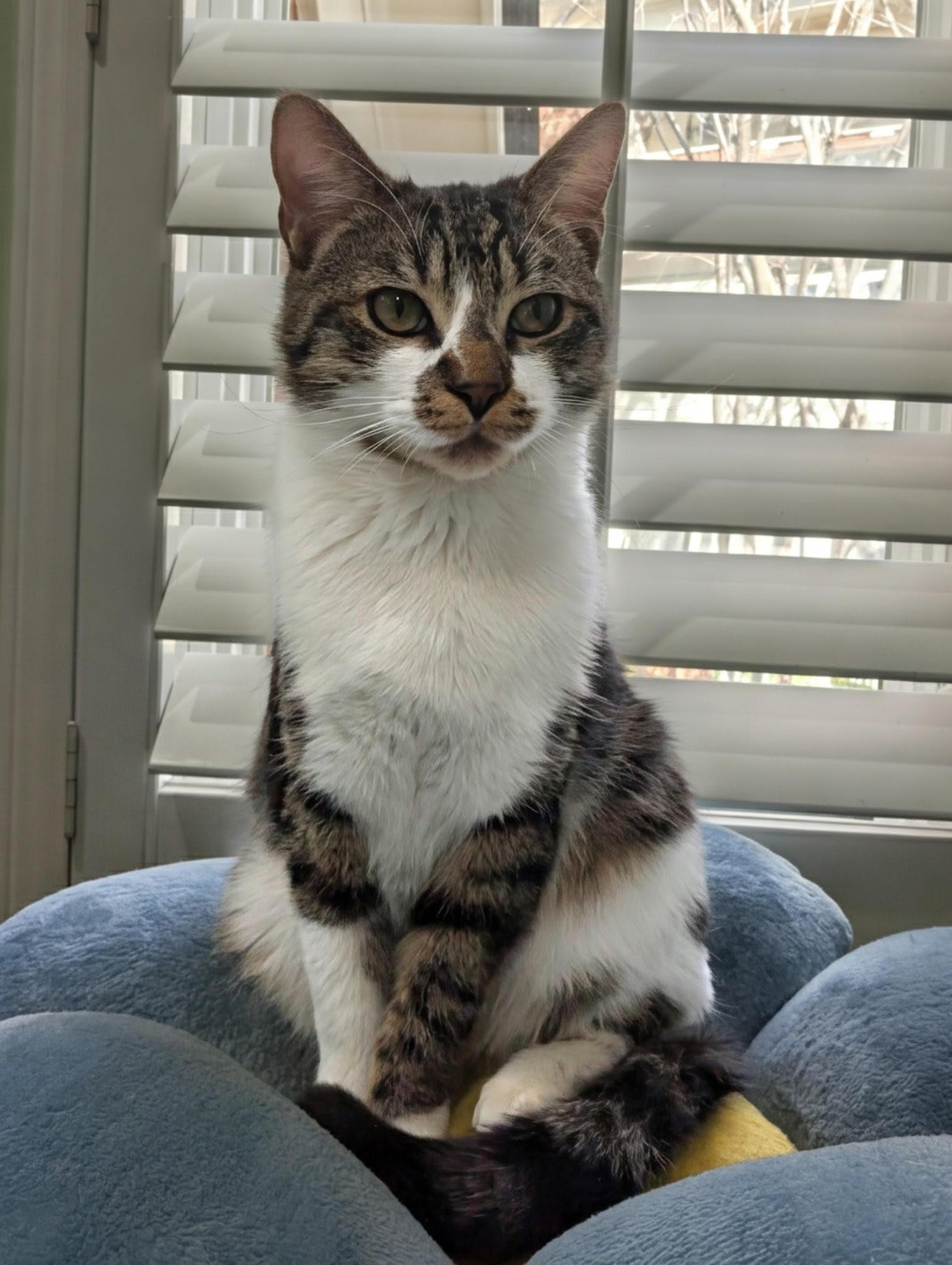 Enlarge Chumley, an adopted Domestic Short Hair in Fairfax, VA image 1/6