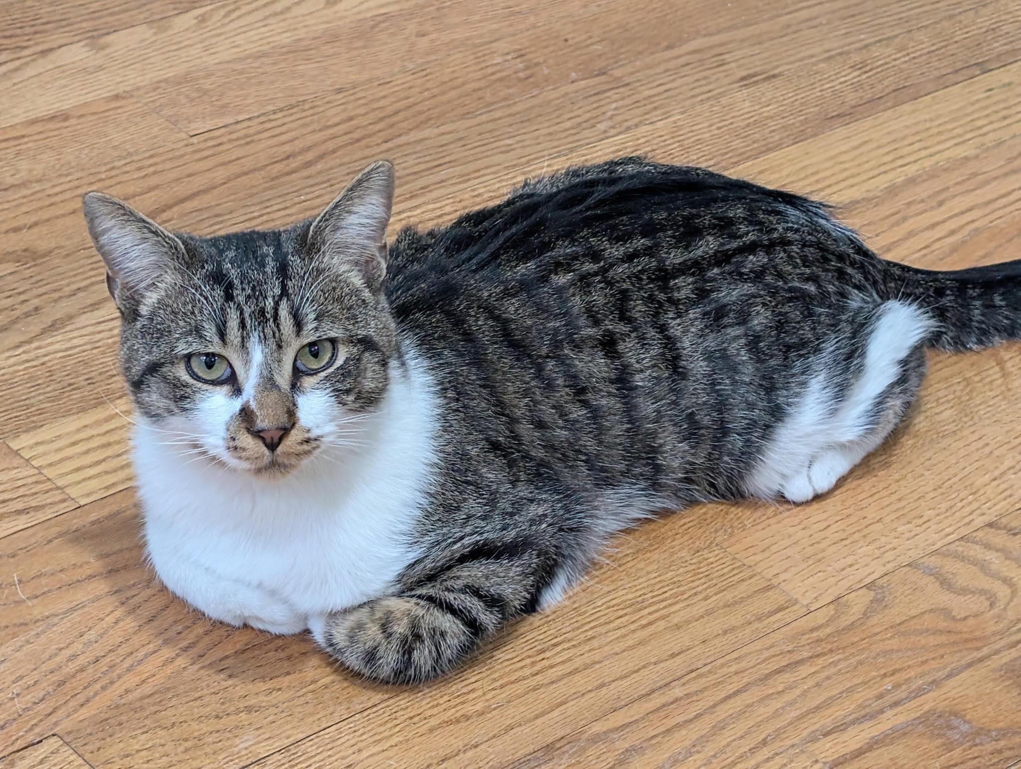 Enlarge Chumley, an adopted Domestic Short Hair in Fairfax, VA image 6/6