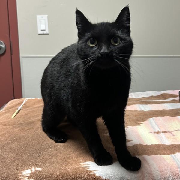 Enlarge Adele, a Adoptable mixed breed in Oakland, CA image 1/2