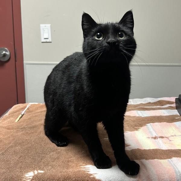 Enlarge Adele, a Adoptable mixed breed in Oakland, CA image 2/2