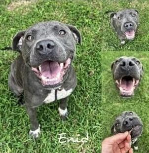 Enid, ADOPTABLE, Adult Female American Staffordshire Terrier & Pit Bull Terrier.