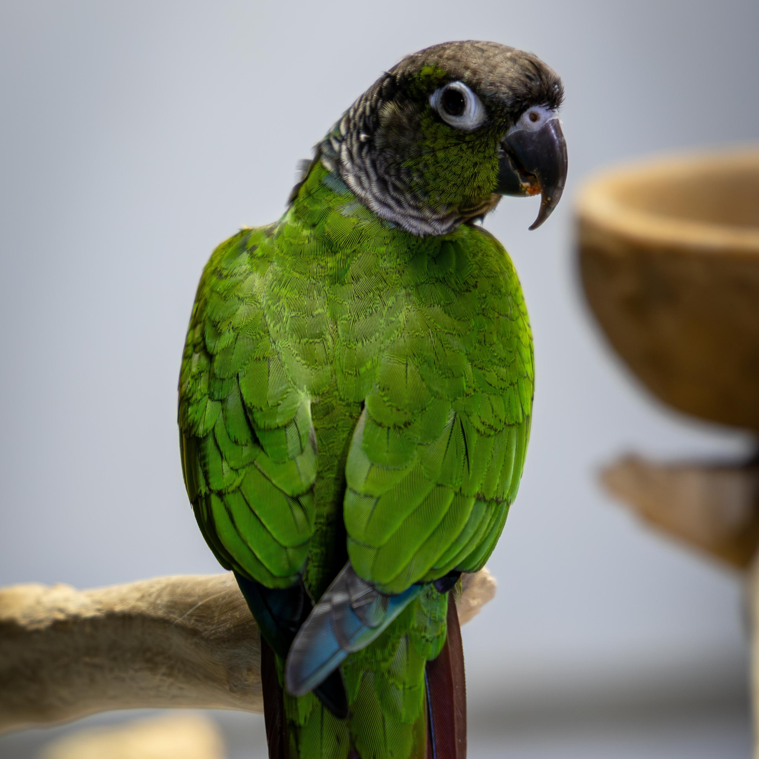 Desi, Adoptable, Adult Female Conure.
